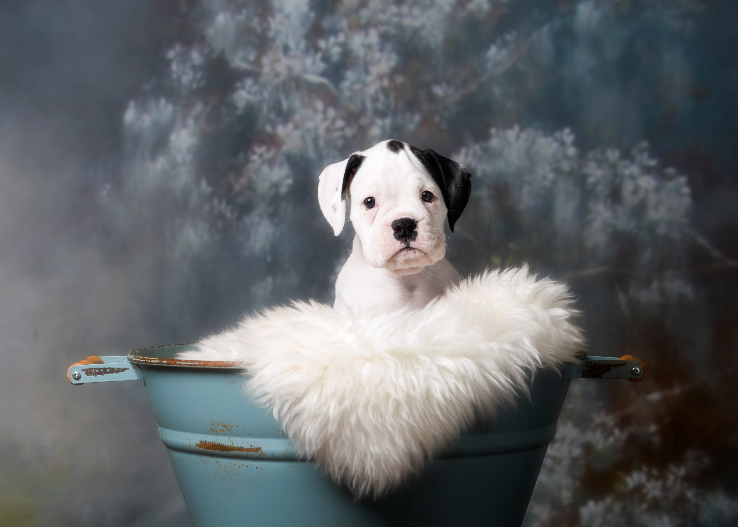 Brodie - Fallbrook's Atlas Of TuRo
6 Weeks Old - White With Brindle Markings Boxer Puppy