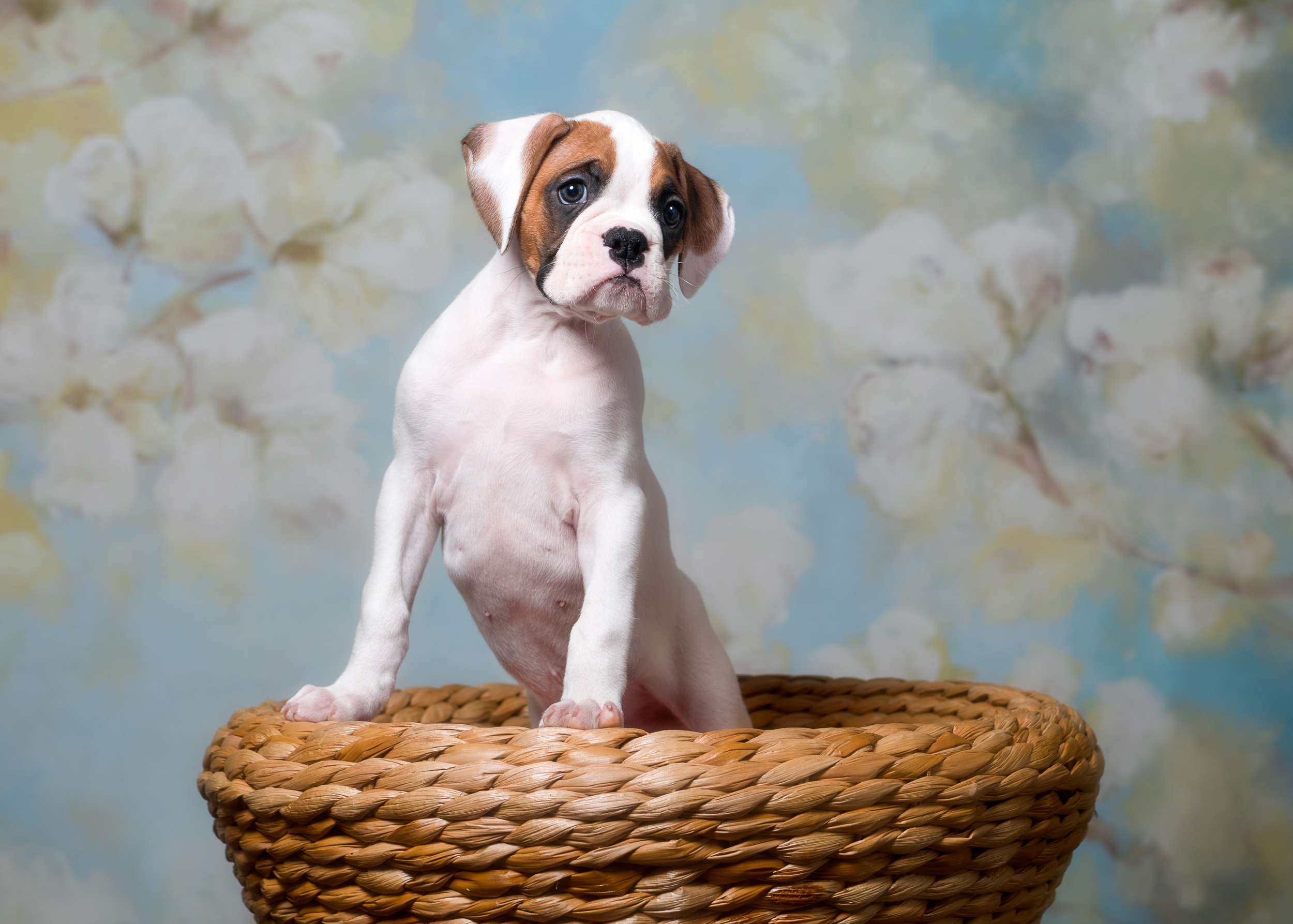 Arturo - Fallbrook's Arbiter Of TuRo 7 Weeks Old - White With Fawn Markings Boxer Puppy