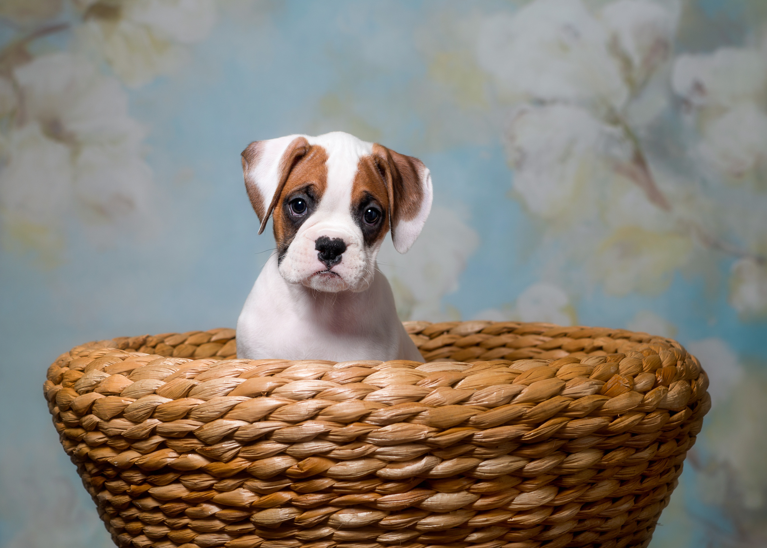 Arturo - Fallbrook's Arbiter Of TuRo 7 Weeks Old - White With Fawn Markings Boxer Puppy