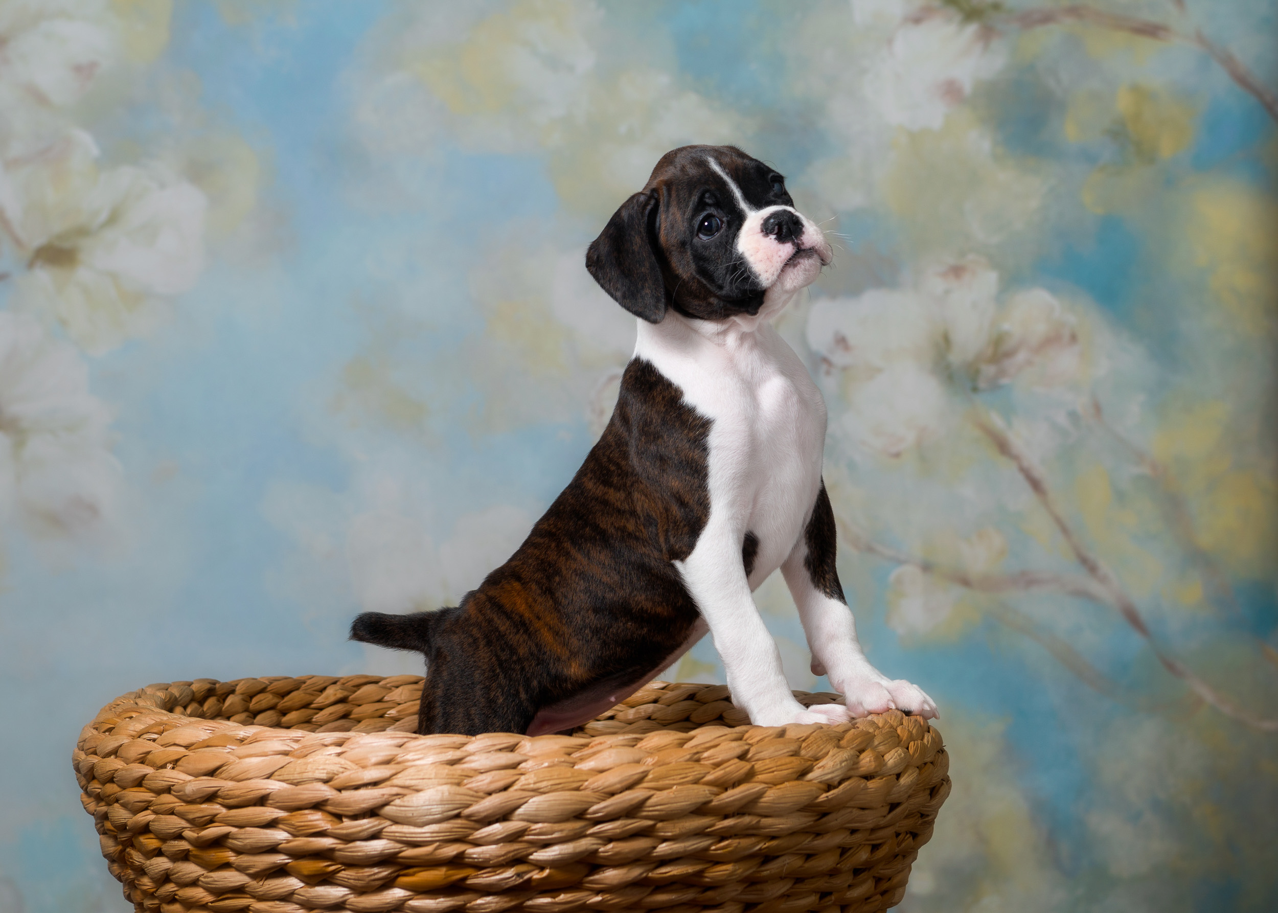 Paris - Fallbrook's Amore Of TuRo 7 Weeks Old - Flashy Brindle Boxer Puppy