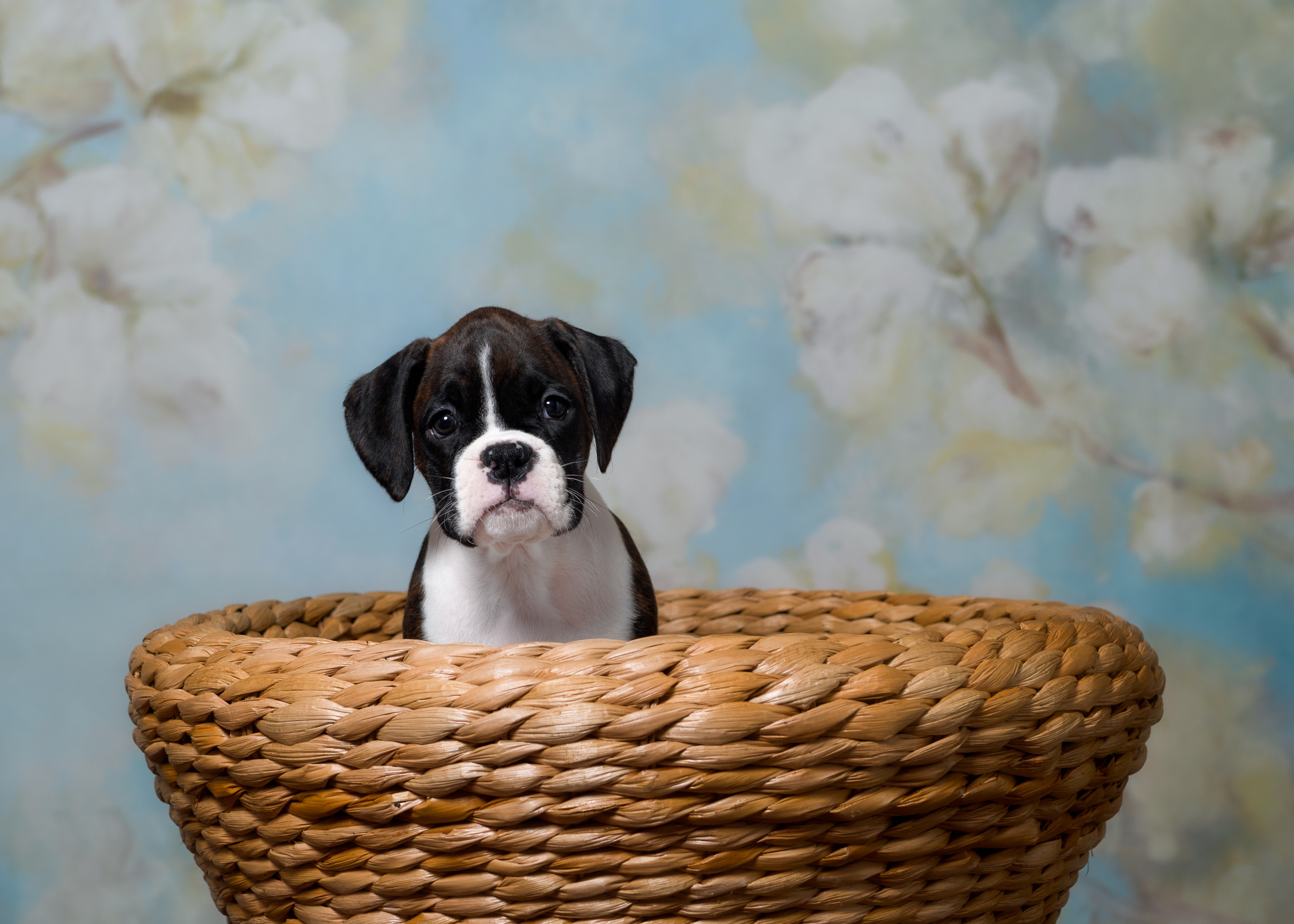 Paris - Fallbrook's Amore Of TuRo 7 Weeks Old - Flashy Brindle Boxer Puppy
