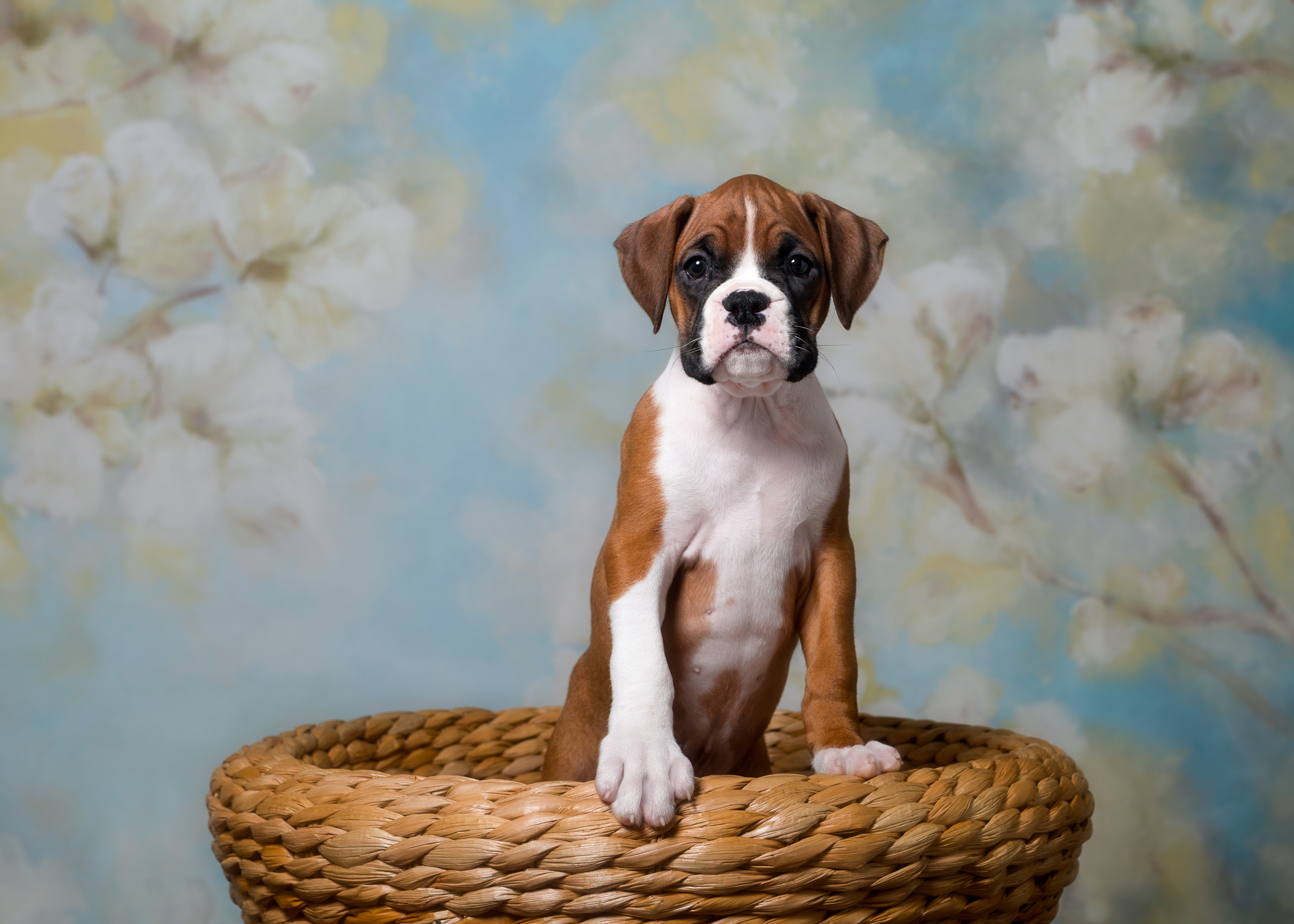 TuRo's Aviator of Fallbrook - 7 Weeks Old Flashy Fawn Boxer Puppy