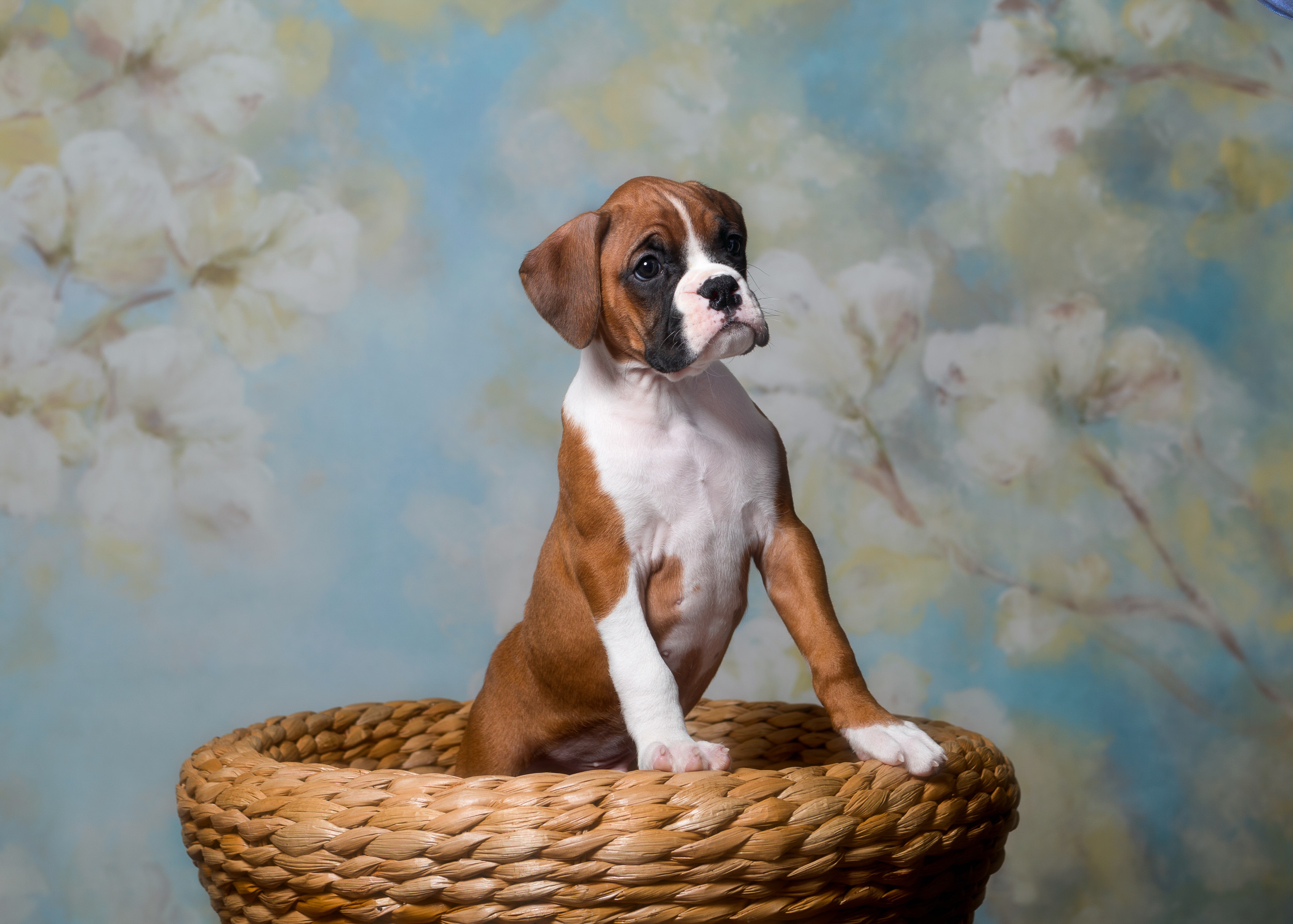 TuRo's Aviator of Fallbrook - 7 Weeks Old Flashy Fawn Boxer Puppy