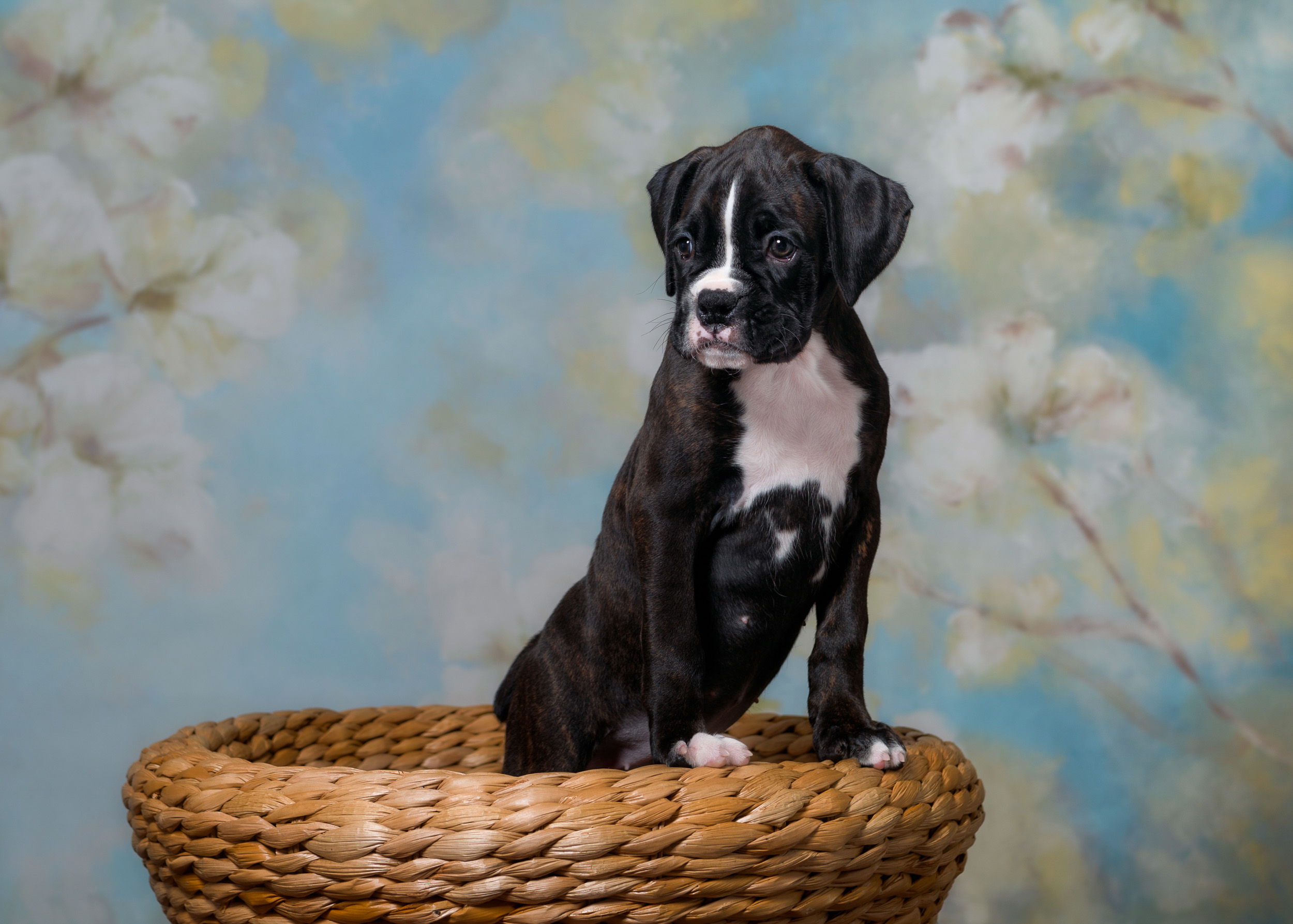 TuRo's Allure Of Fallbrook - 7 Weeks Old Flashy Brindle Boxer Puppy