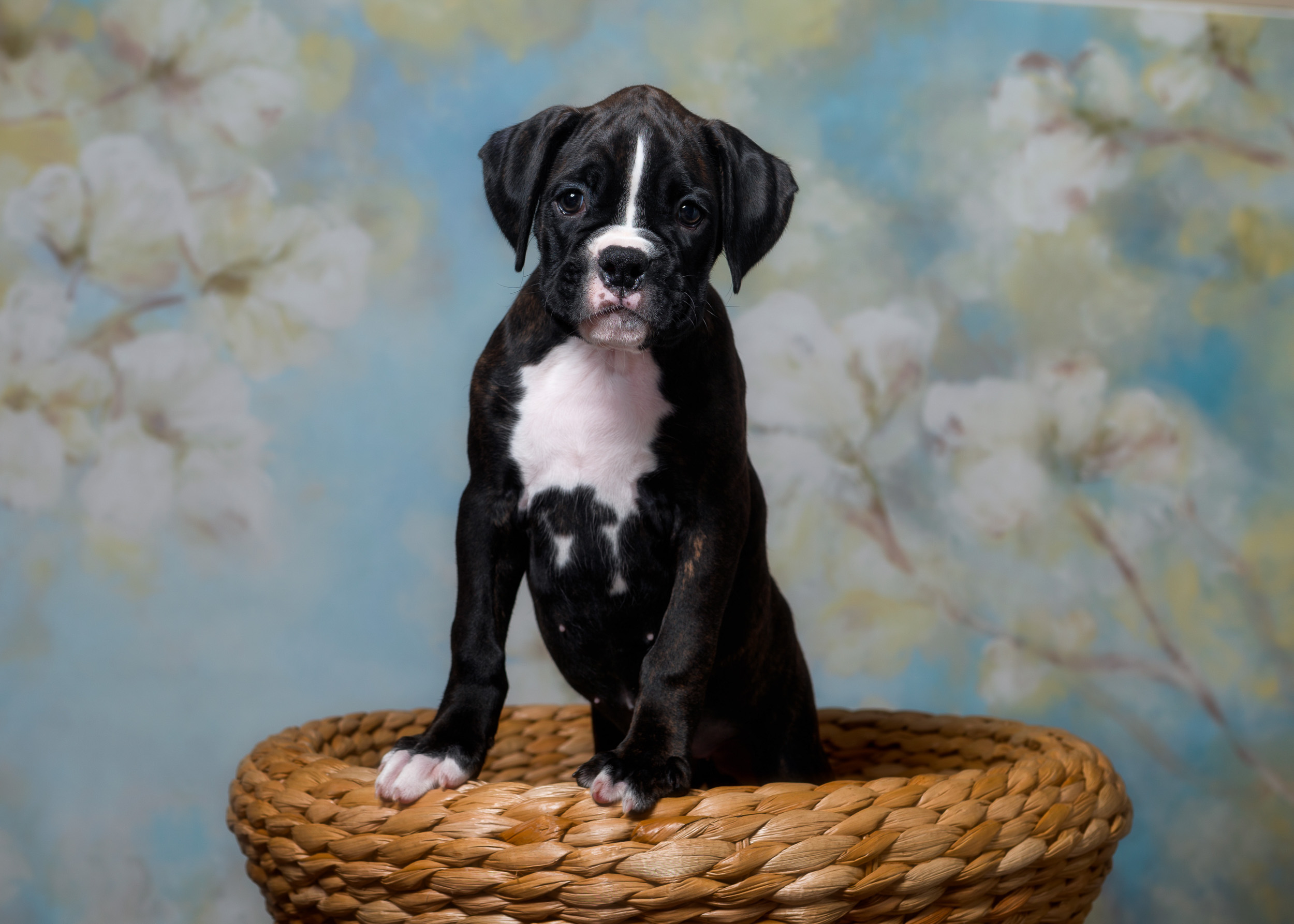 TuRo's Allure Of Fallbrook - 7 Weeks Old Flashy Brindle Boxer Puppy