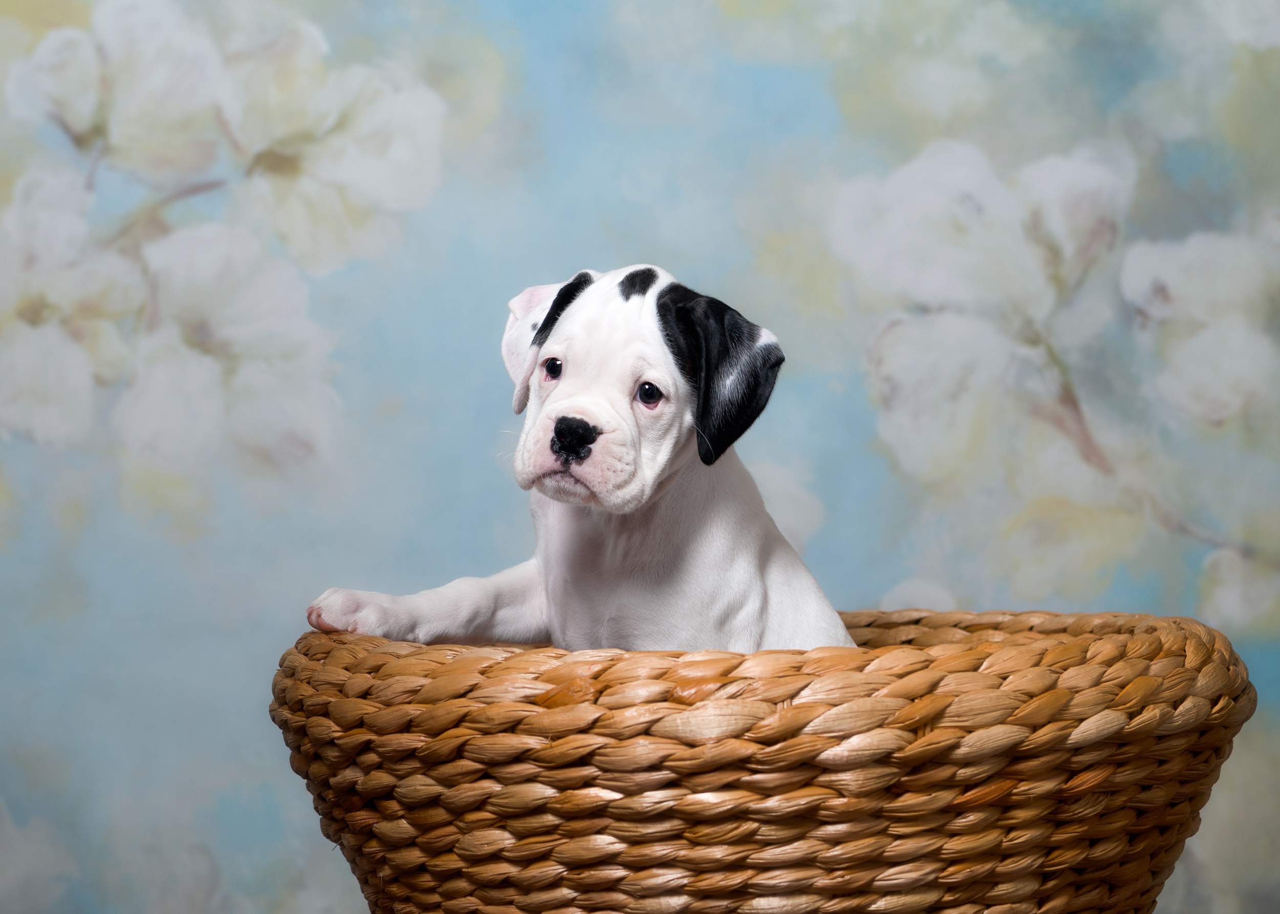 Brodie - Fallbrook's Atlas Of TuRo
7 Weeks Old - White With Brindle Markings Boxer Puppy