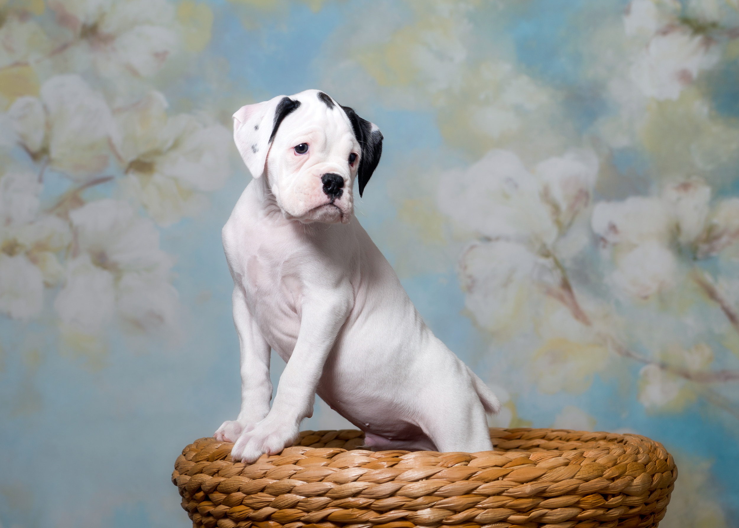 Brodie - Fallbrook's Atlas Of TuRo
7 Weeks Old - White With Brindle Markings Boxer Puppy