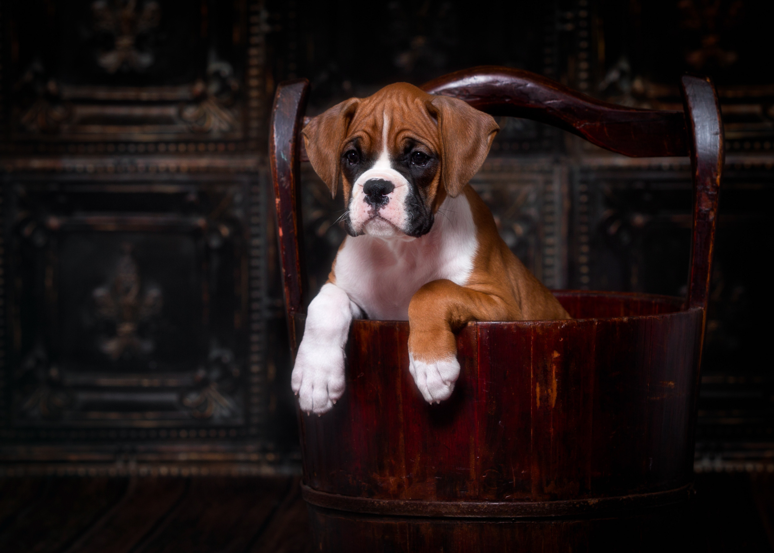 TuRo's Aviator of Fallbrook - 8 Weeks Old Flashy Fawn Boxer Puppy