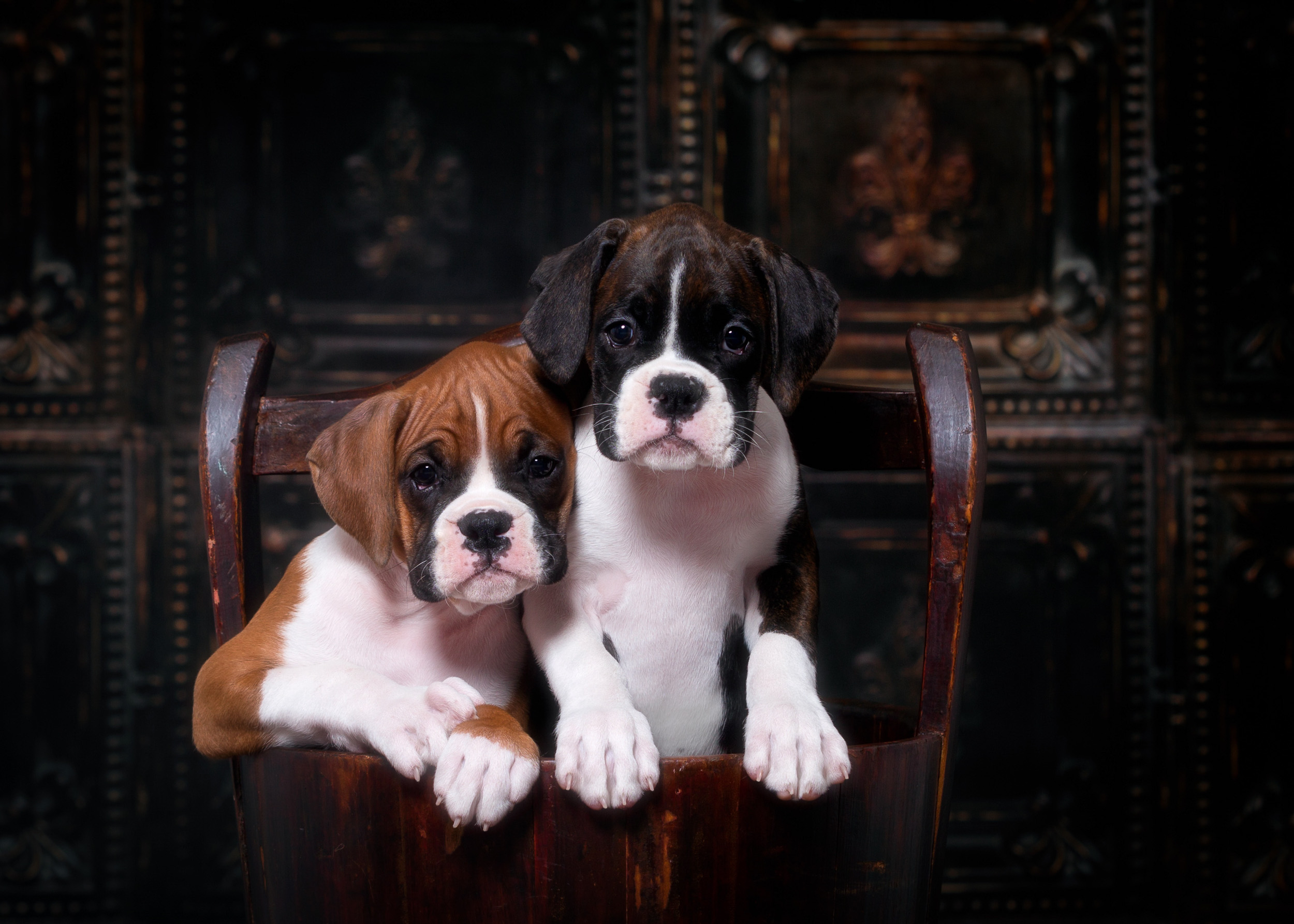 Fallbrook's Amore Of TuRo & TuRo's Aviator Of TuRo 8 Weeks Old - Flashy Brindle & Fawn Boxer Puppies