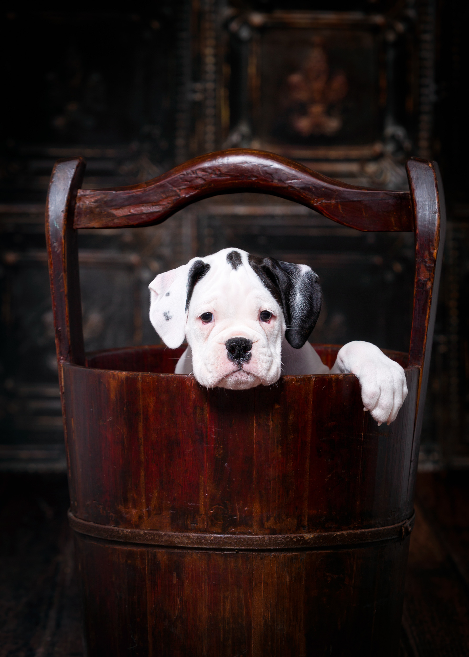 Brodie - Fallbrook's Atlas Of TuRo
8 Weeks Old - White With Brindle Markings Boxer Puppy