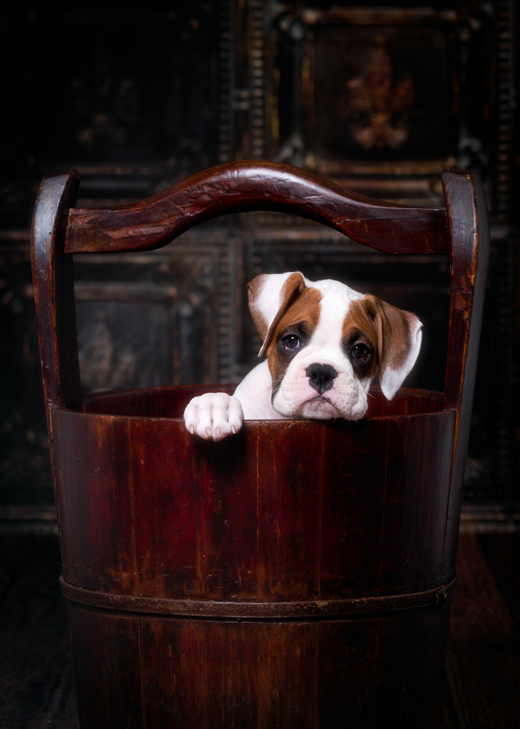 Arturo - Fallbrook's Arbiter Of TuRo 8 Weeks Old - White With Fawn Markings Boxer Puppy