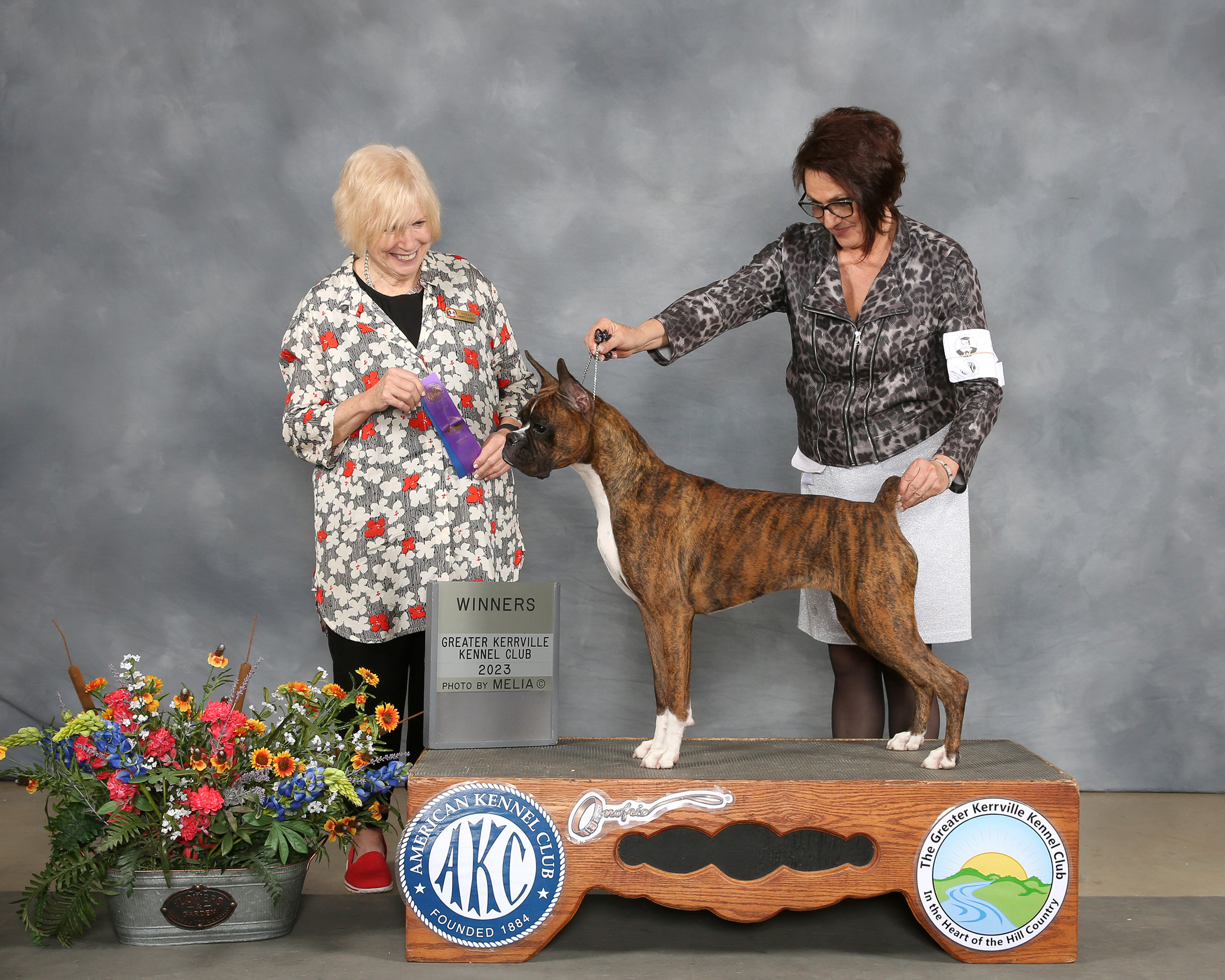 Sable - Quinney's Who's That Girl At Fallbrook - Greater Kerrville Kennel Club show March 2023 under judge Nancy Liebes, Sable earned the first of 3 points for the weekend from the 12-18 Month Class. She was expertly handled by Terri Galle.