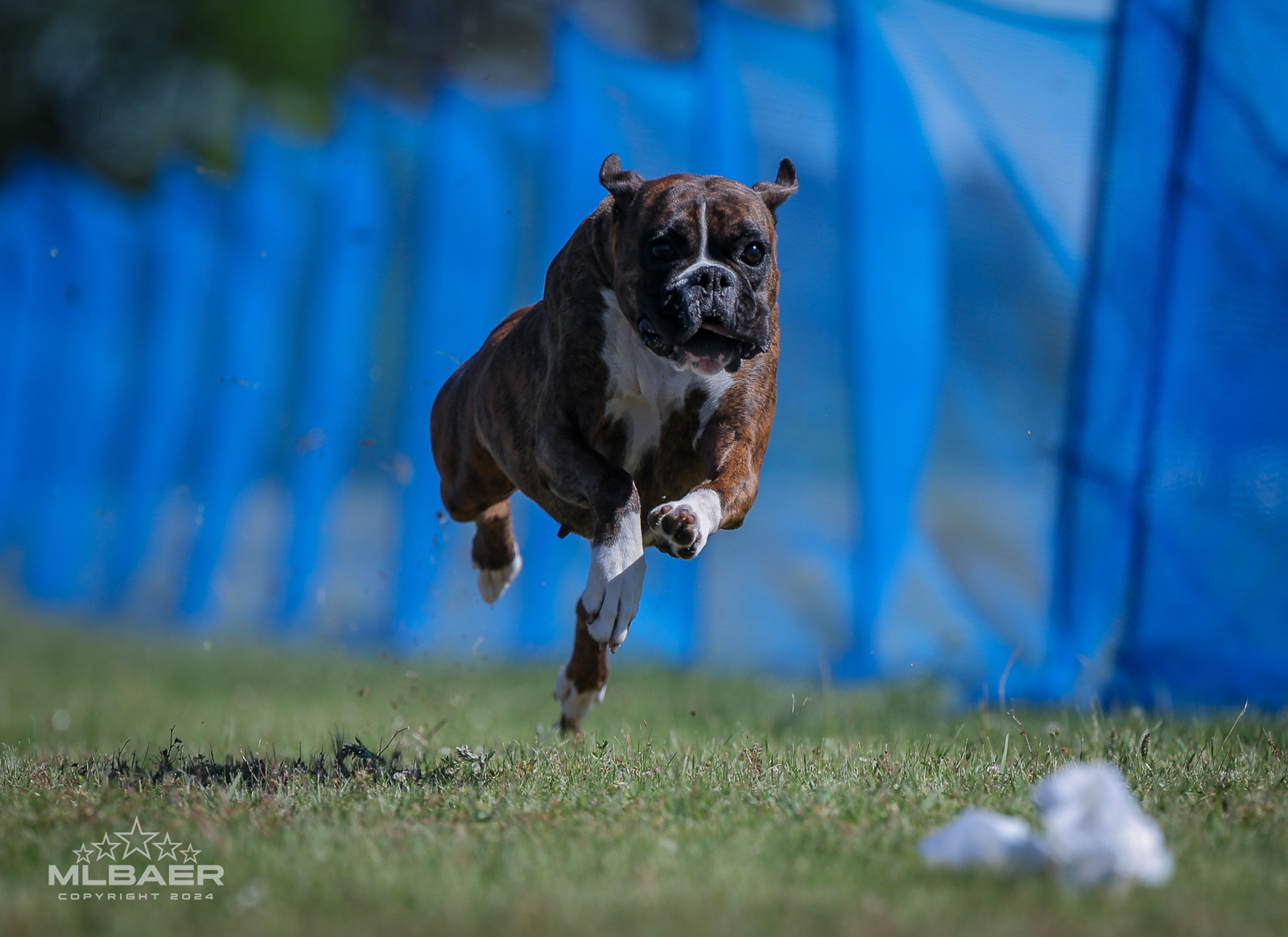 Sable - Quinney's Who's That Girl At Fallbrook - FastCAT - Georgia 2024