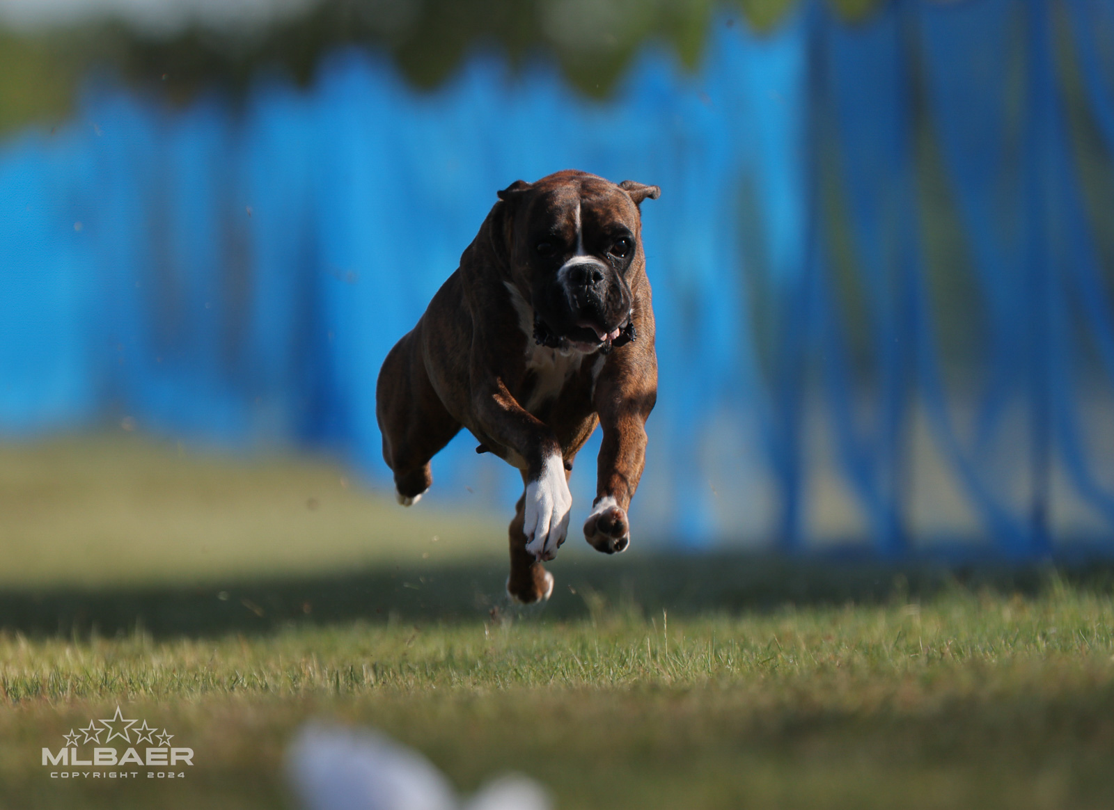 Sable - Quinney's Who's That Girl At Fallbrook - FastCAT - Georgia 2024