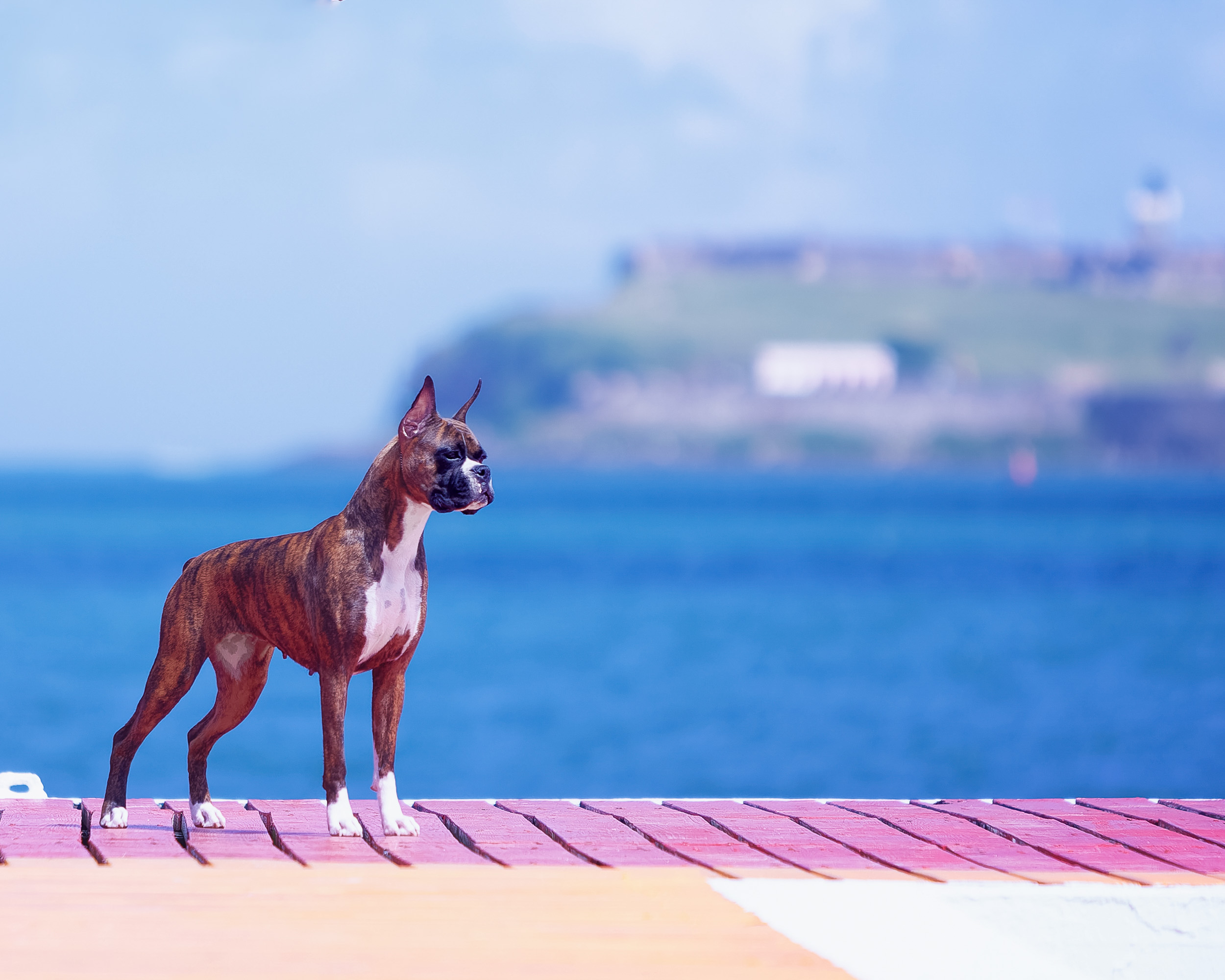 Sable - Quinney's Who's That Girl At Fallbrook - Puerto Rico FCI Show