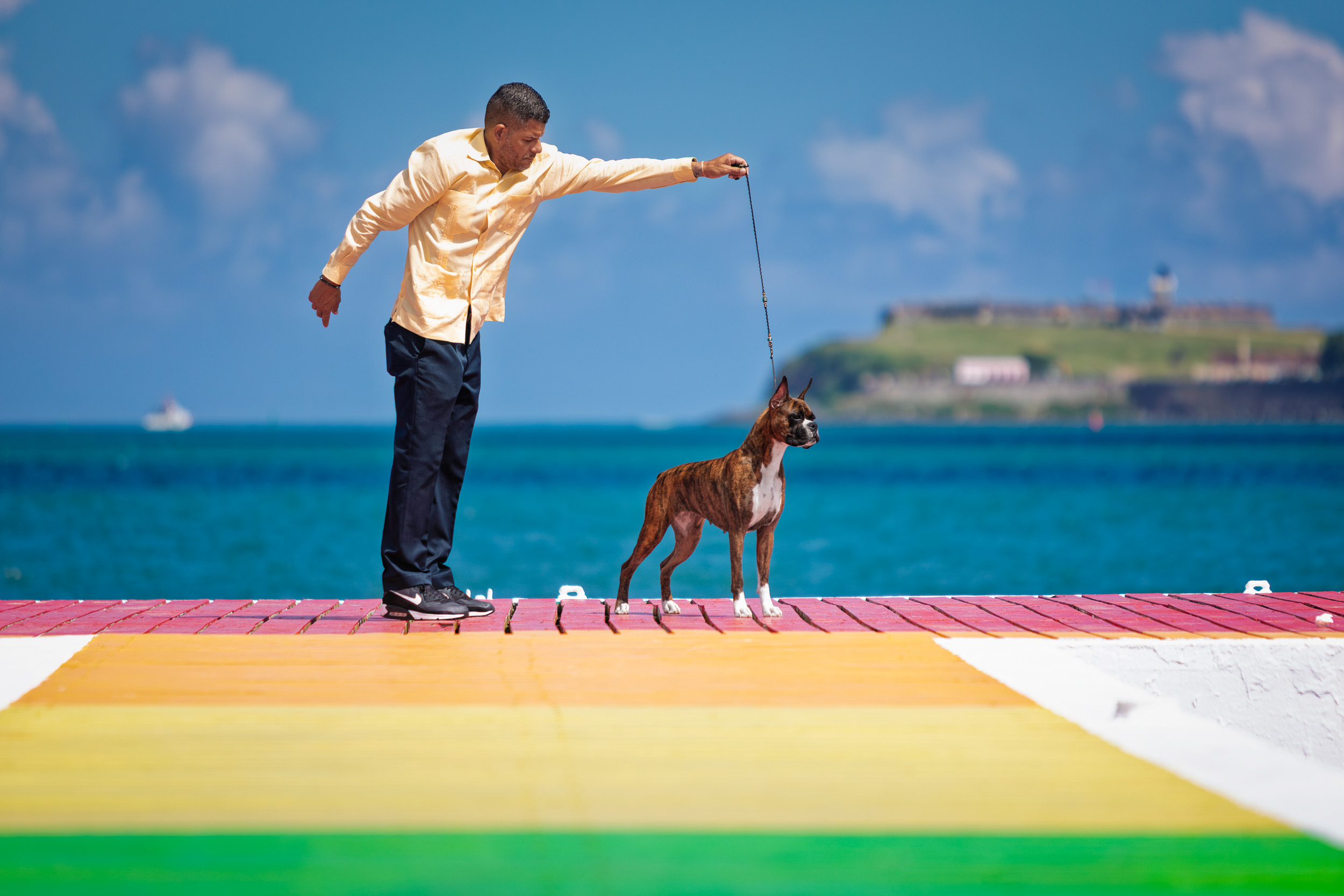 Sable - Quinney's Who's That Girl At Fallbrook - Puerto Rico FCI Show with Carlos