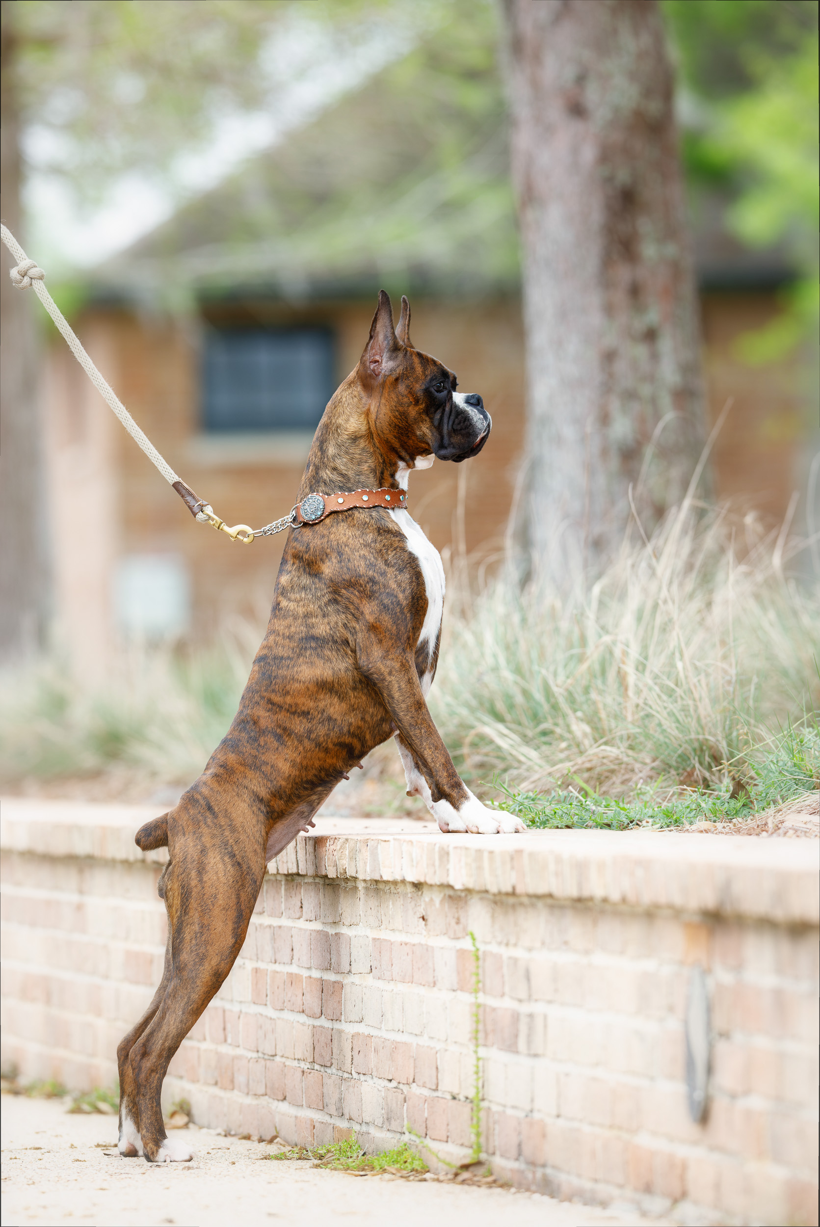 Sable - Quinney's Who's That Girl At Fallbrook - Louisiana