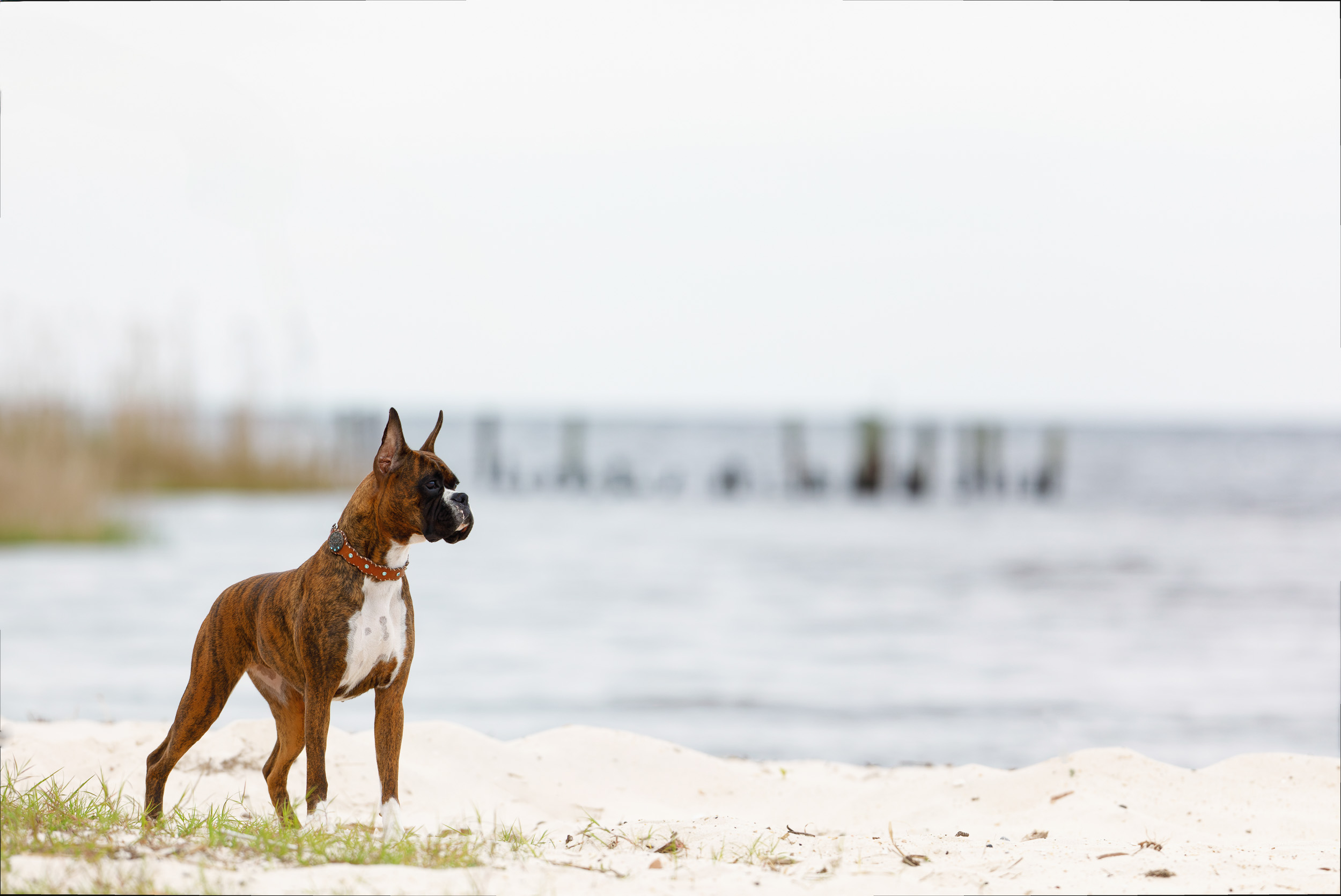 Sable - Quinney's Who's That Girl At Fallbrook - Louisiana