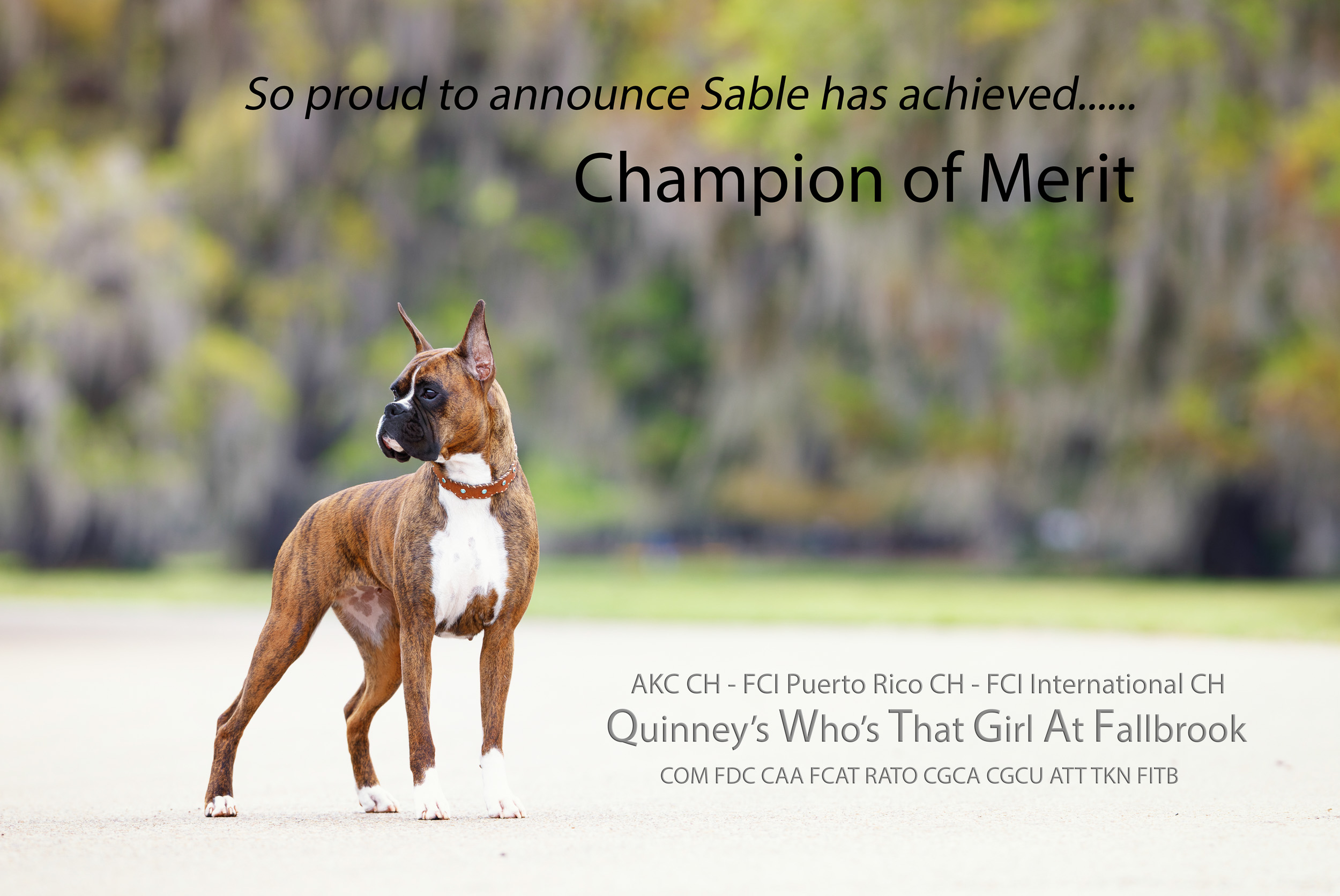 Sable - Quinney's Who's That Girl At Fallbrook  - Louisiana Oaks - Champion Of Merit