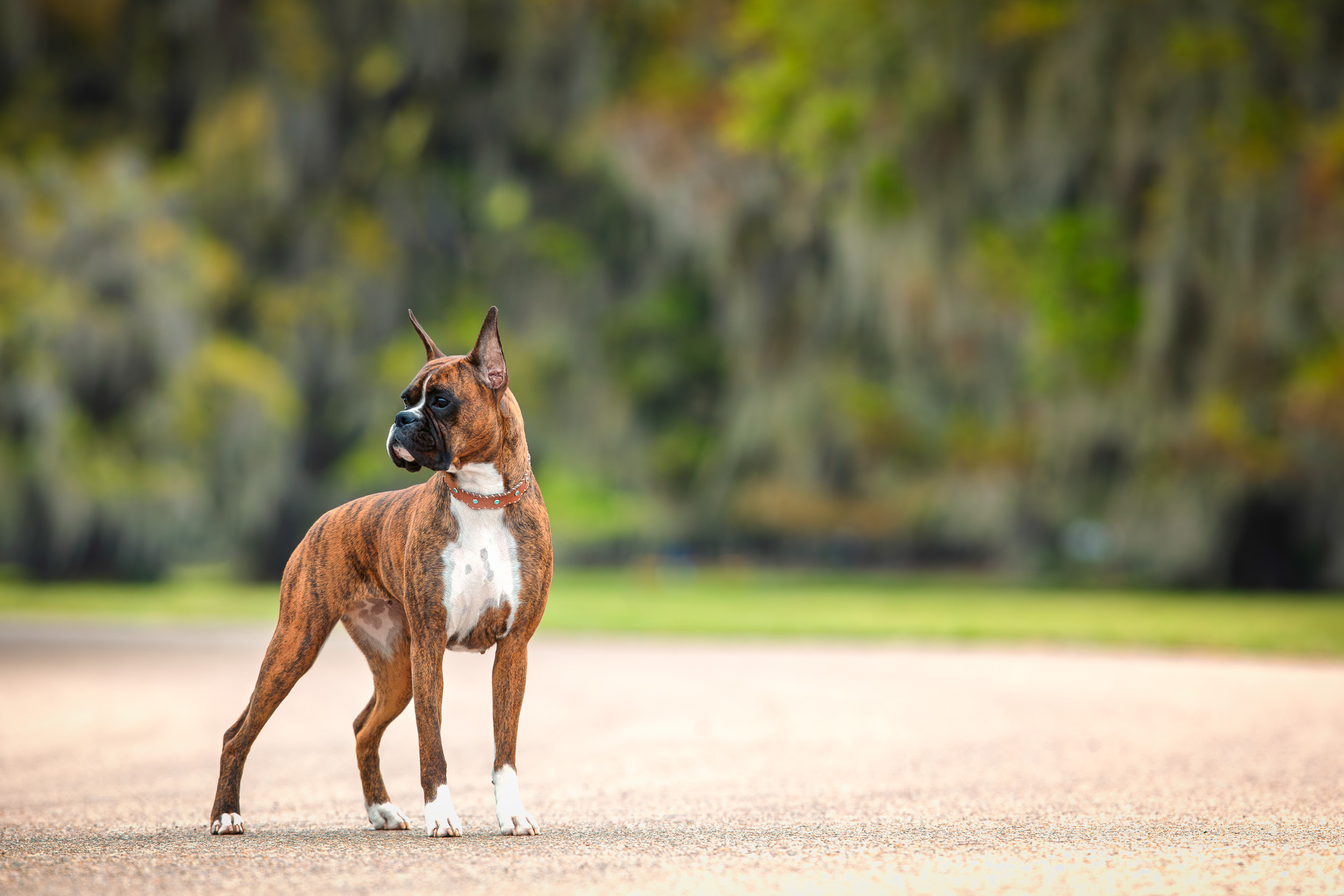 Sable - Quinney's Who's That Girl At Fallbrook  - Louisiana Oaks