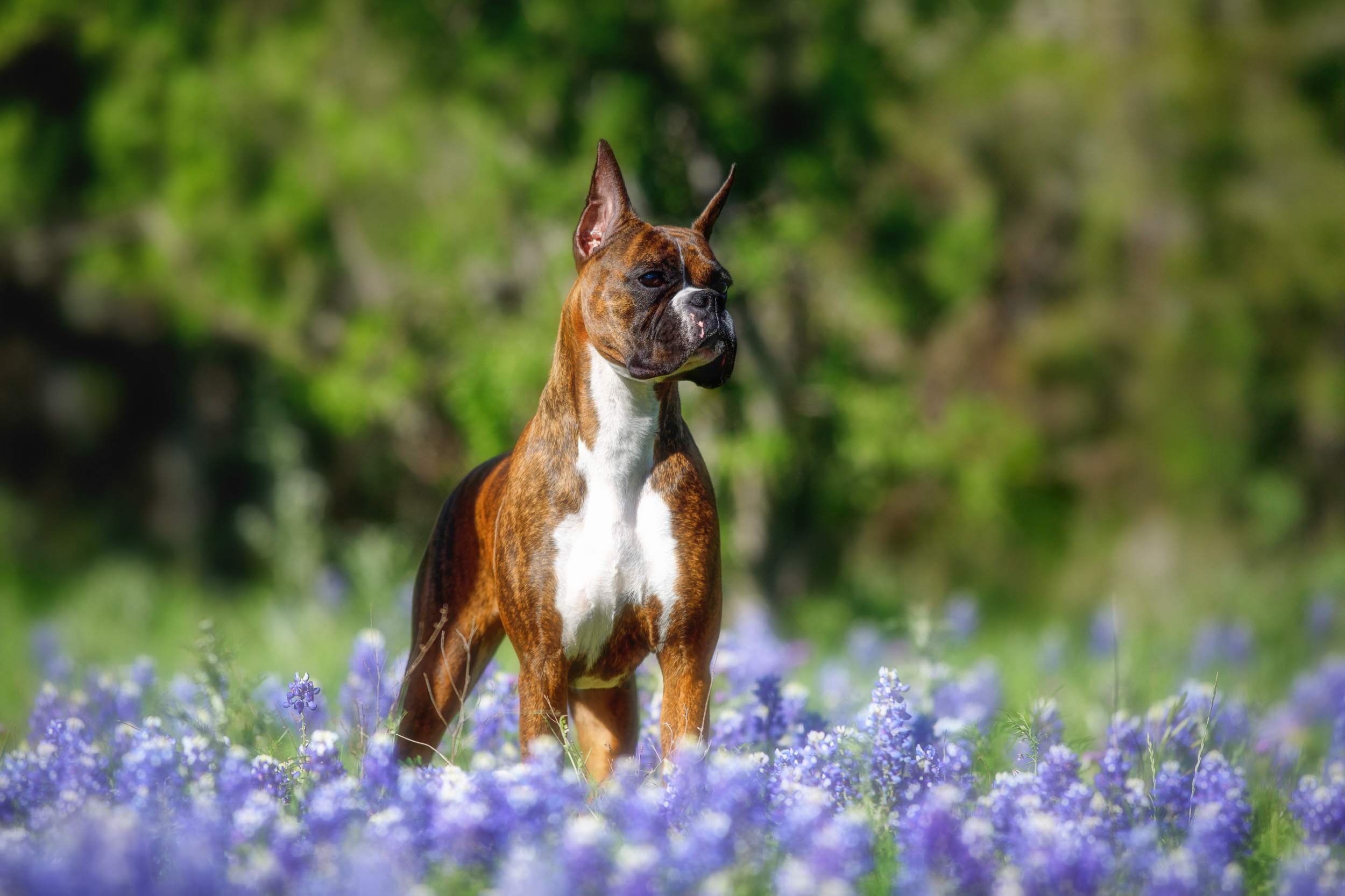 Sable - Quinney's Who's That Girl At Fallbrook  - Bluebonnets