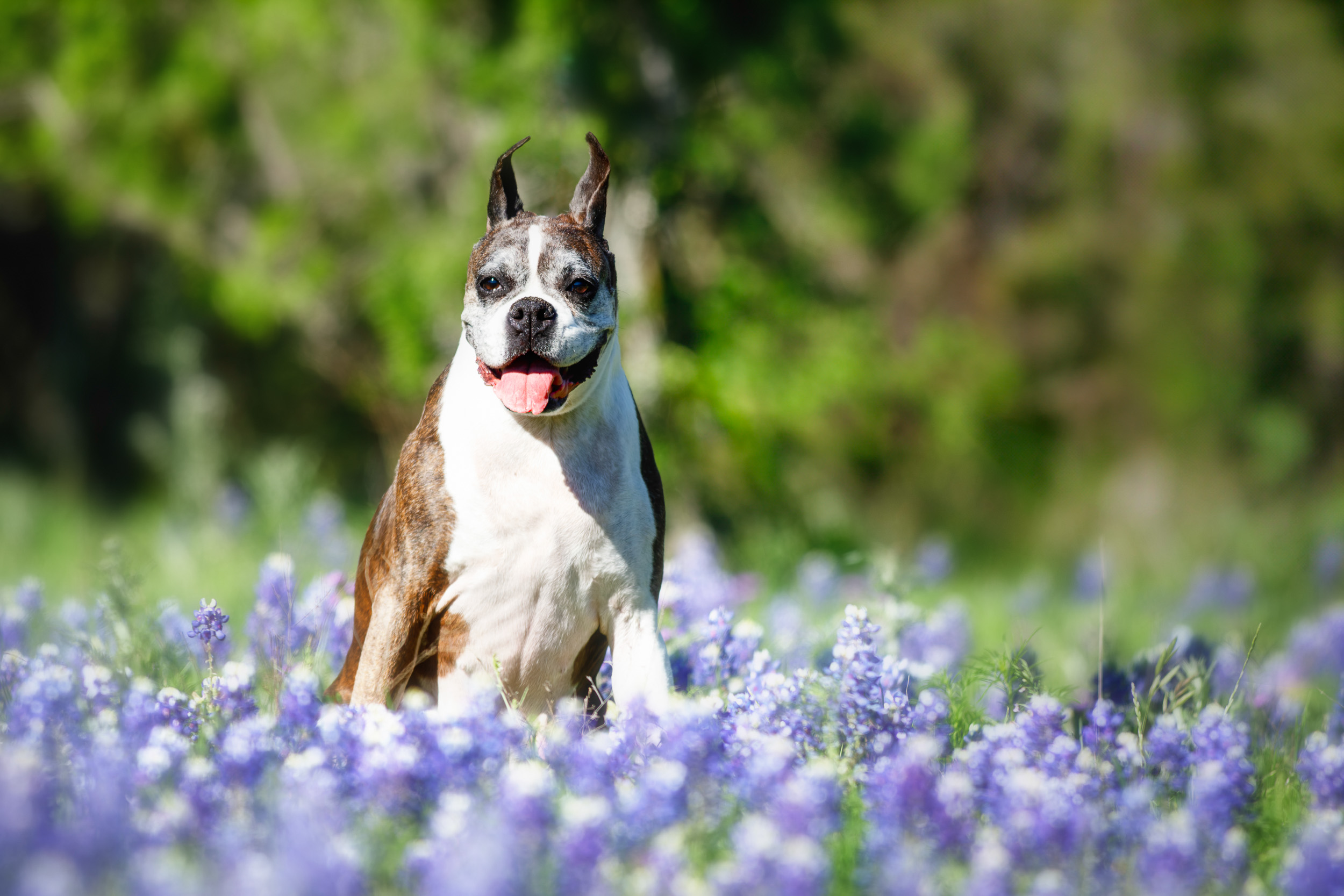 Skye - TuRo's Sky Rocket - 11 Years Young