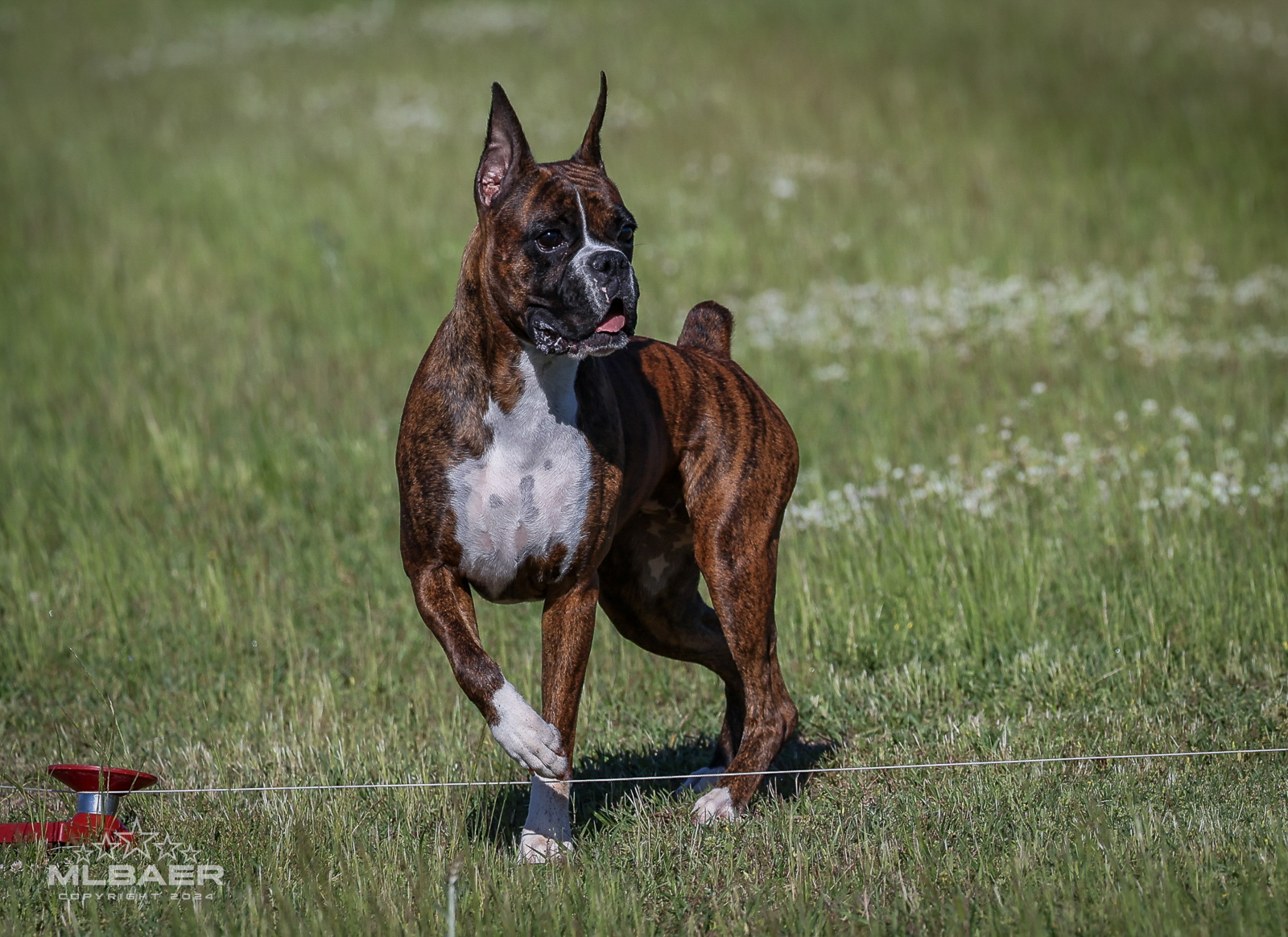 Sable - Quinney's Who's That Girl At Fallbrook - Lure Coursing - Georgia 2024