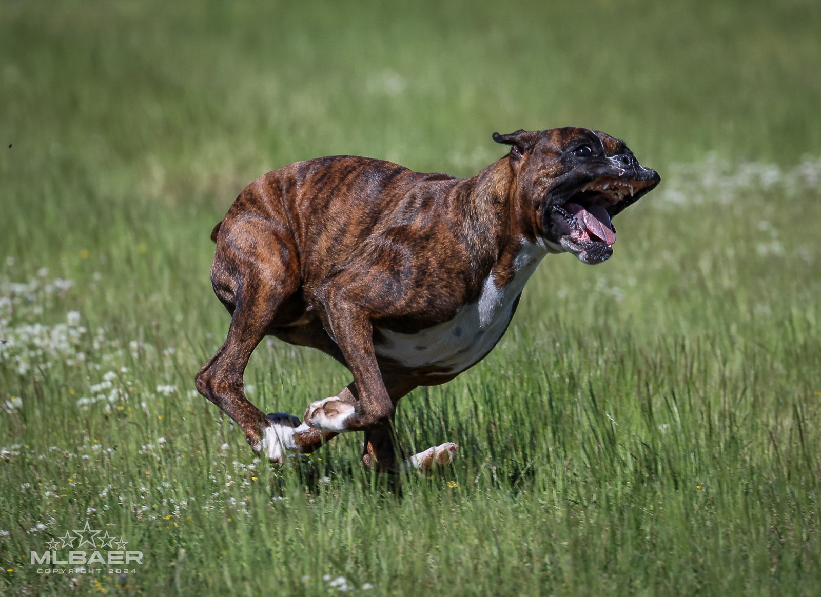 Sable - Quinney's Who's That Girl At Fallbrook - Lure Coursing - Georgia 2024