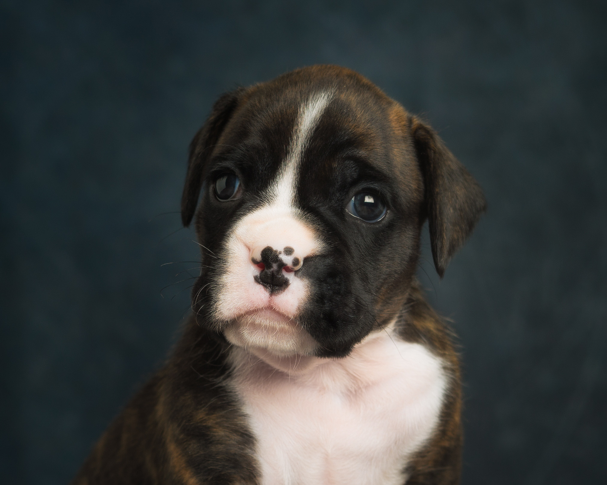 Mojo - 4 Weeks Old - Flashy Brindle Boxer Puppy