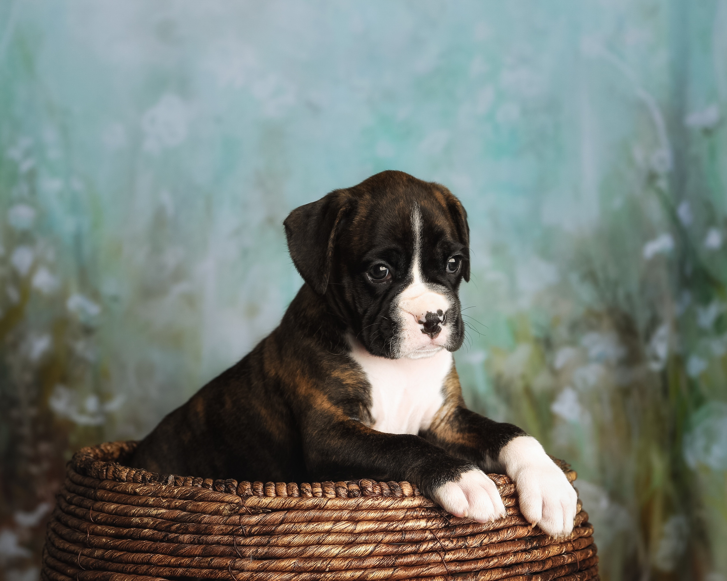 Mojo - 5 Weeks Old - Flashy Brindle Boxer Puppy