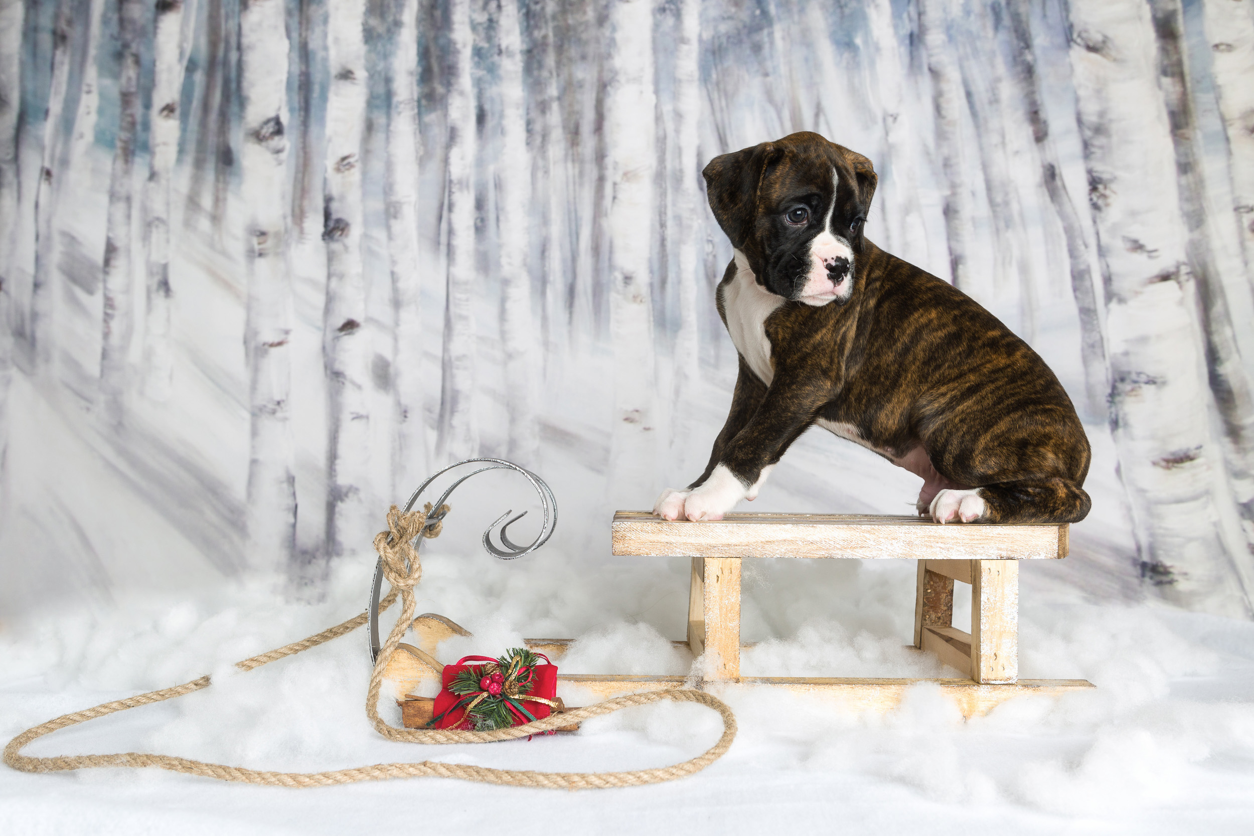 Mojo - 7 Weeks Old - Flashy Brindle Boxer Puppy