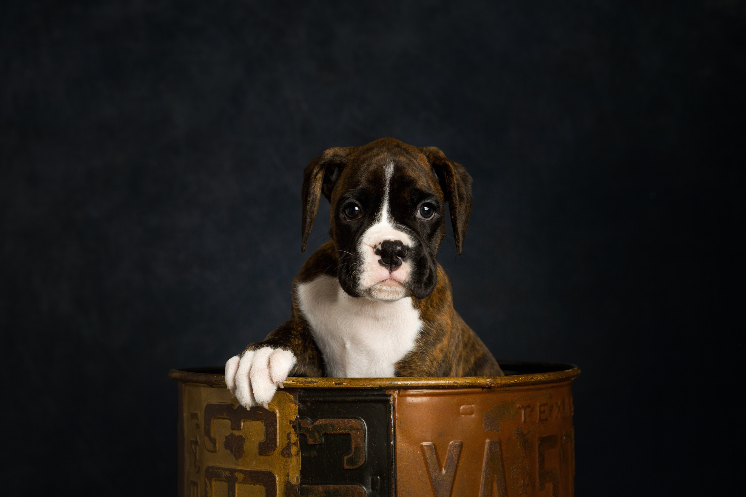 Mojo - 8 Weeks Old - Flashy Brindle Boxer Puppy