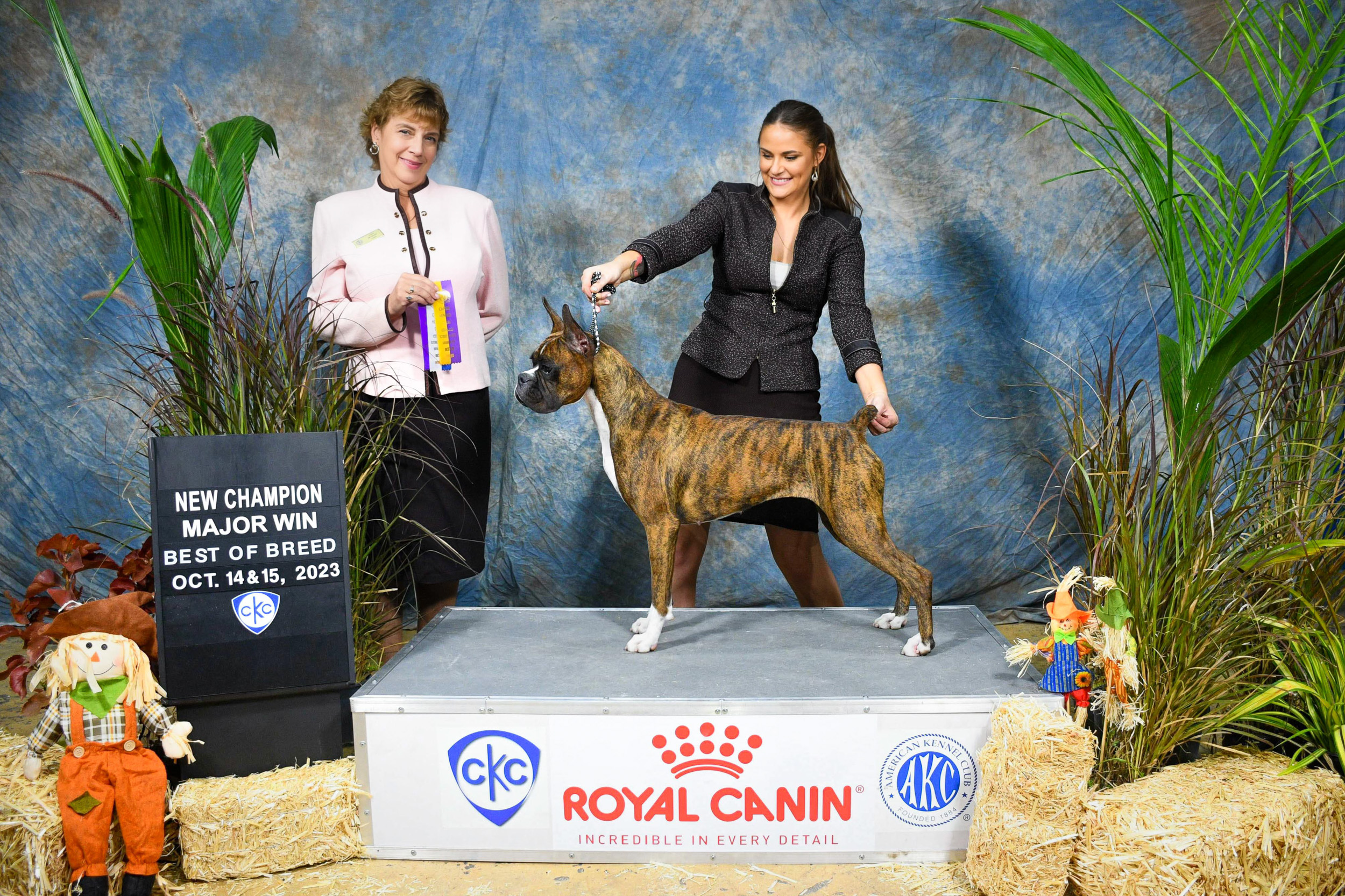 Sable - Quinney's Who's That Girl At Fallbrook - Sable won Best of Breed under judge Judy McVeigh at the Caribe Kennel Club show October 14, 2023 and finished her championship with her last major win needed.