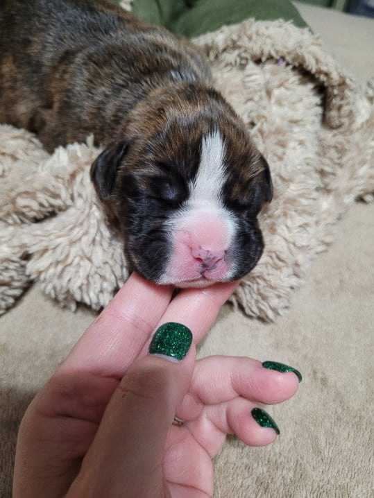 Sable - Quinney's Who's That Girl At Fallbrook - 1 Week Old