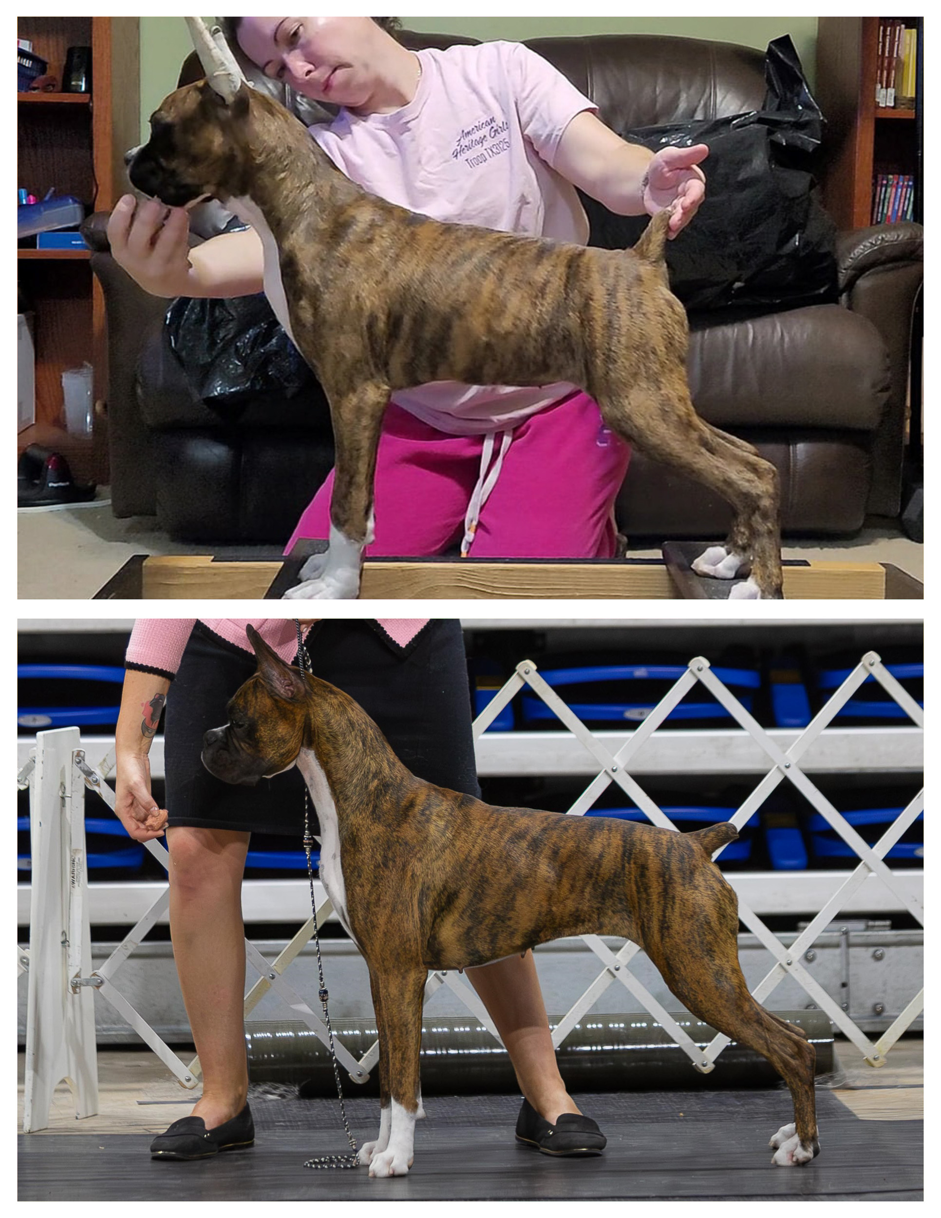 Sable - Quinney's Who's That Girl At Fallbrook - 2 years stack comparison