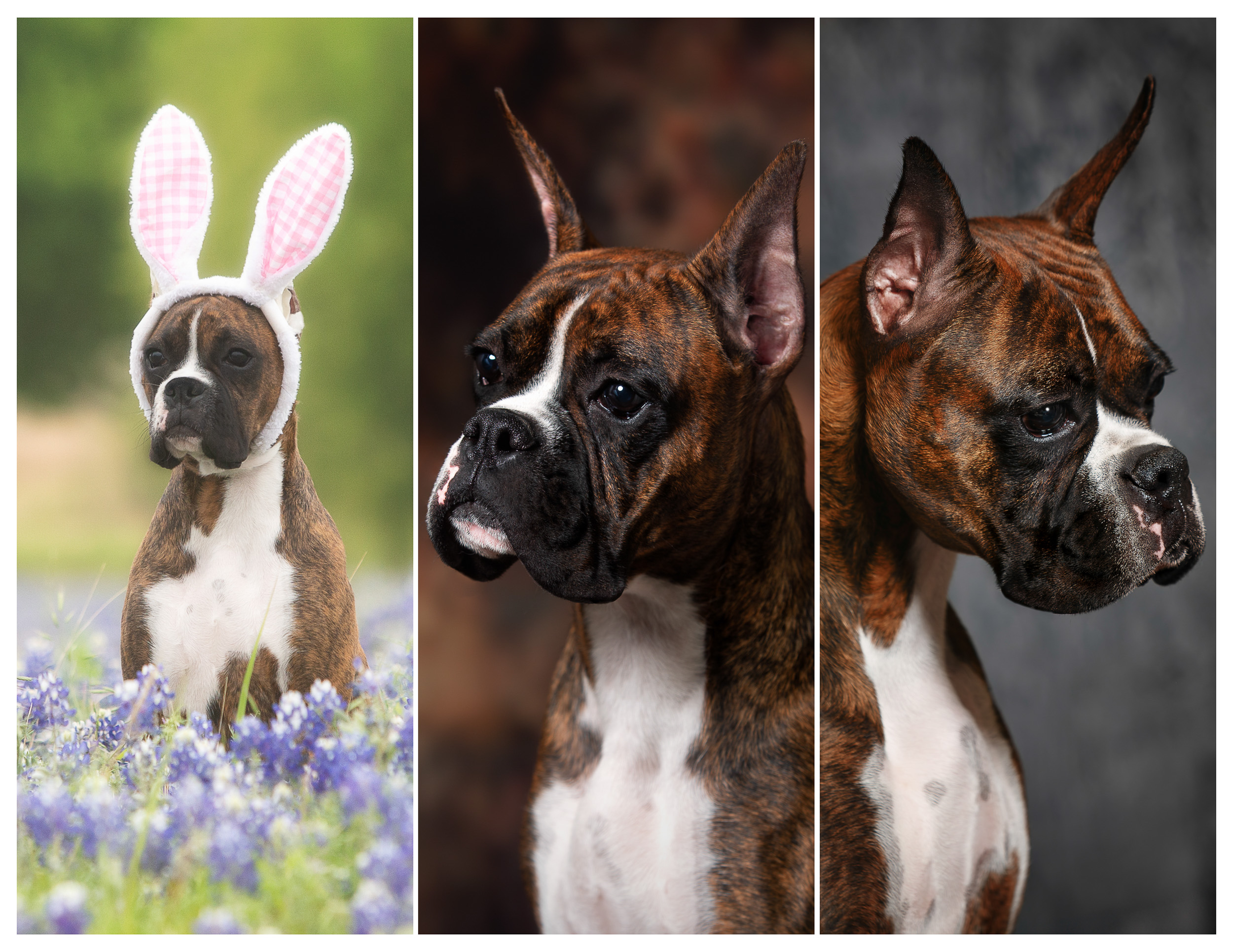 Sable - Quinney's Who's That Girl At Fallbrook - 4 Months, 11 Months, and 2 years
