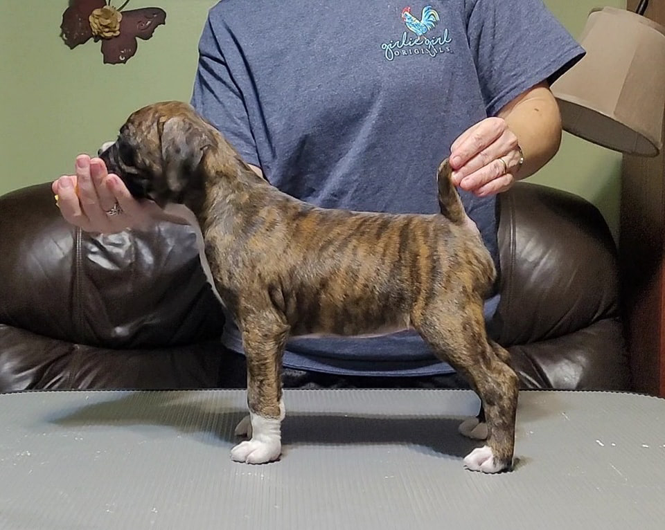 Sable - Quinney's Who's That Girl At Fallbrook - 6 Weeks Old