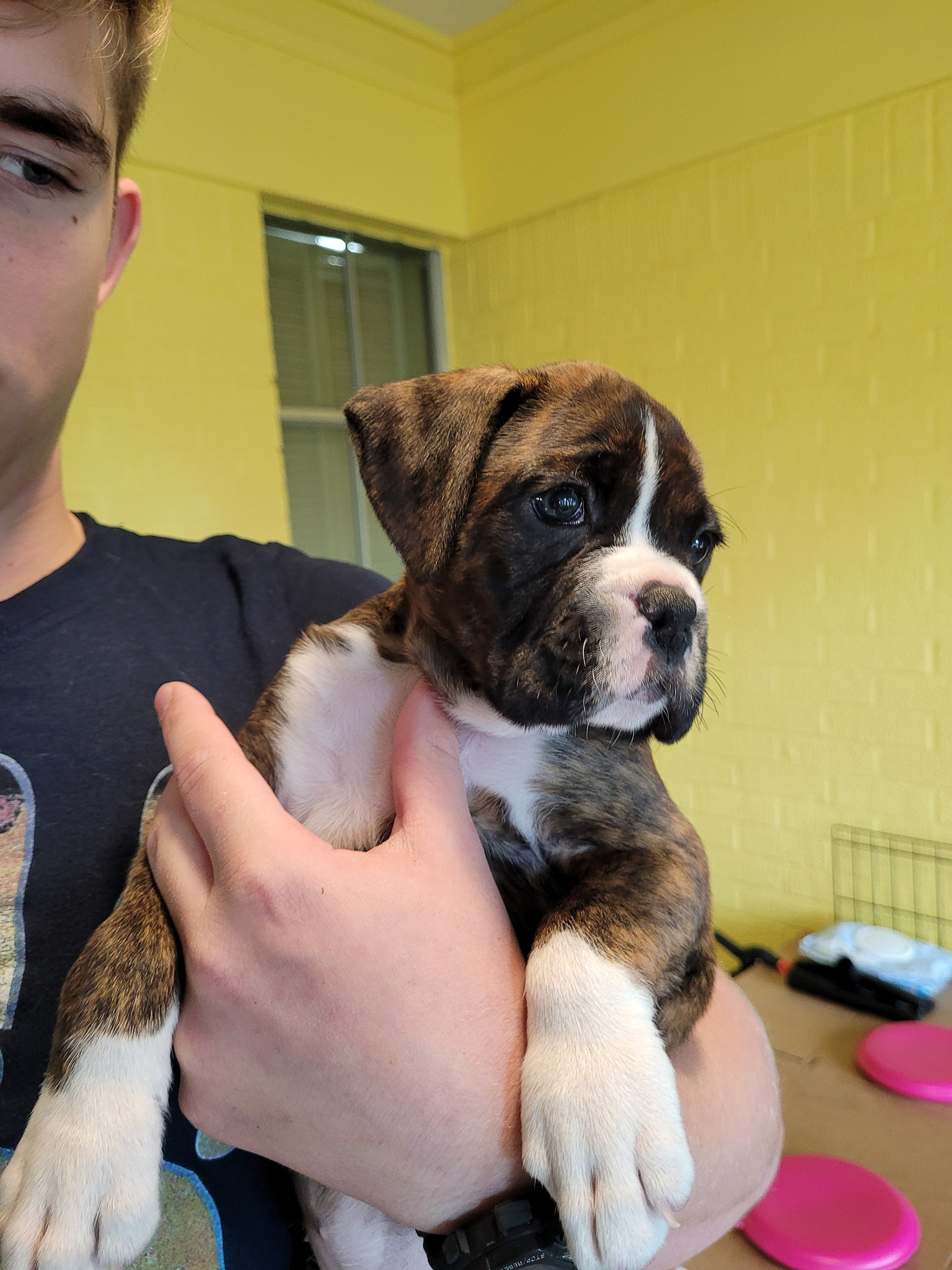 Sable - Quinney's Who's That Girl At Fallbrook - 6 Weeks Old