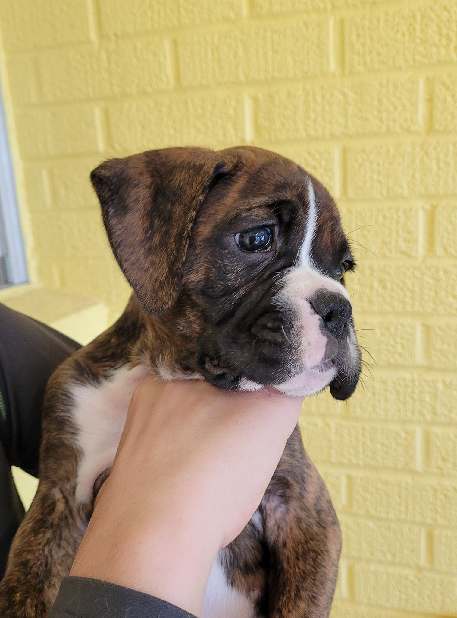 Sable - Quinney's Who's That Girl At Fallbrook - 6 Weeks Old