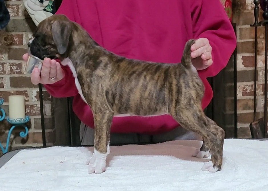 Sable - Quinney's Who's That Girl At Fallbrook - 7 Weeks Old