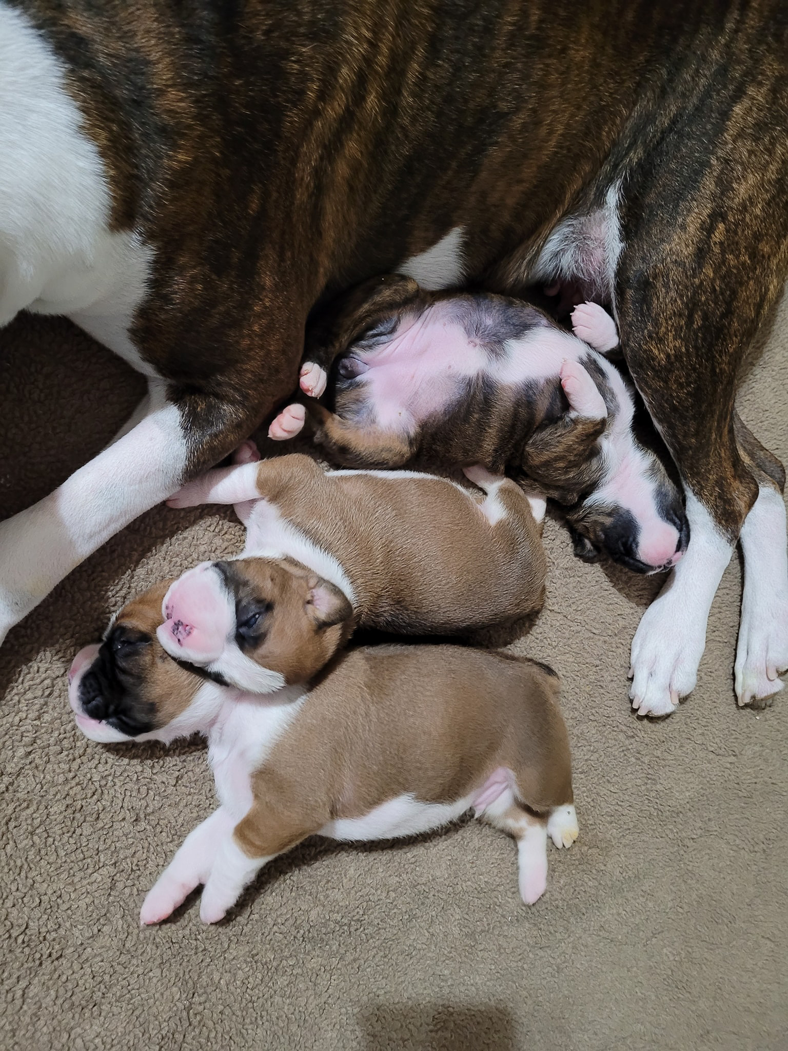 Sable - Quinney's Who's That Girl At Fallbrook - 2 Weeks Old - with Mom Brinn and littermates