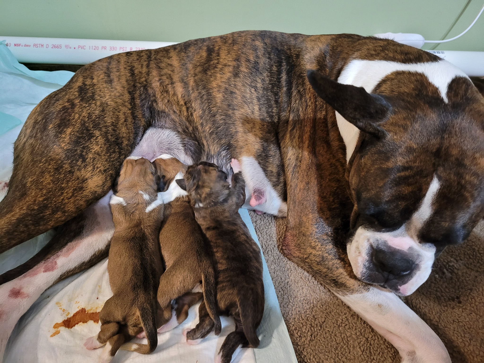 Sable - Quinney's Who's That Girl At Fallbrook - Newborn with Mom Brinn and littermates