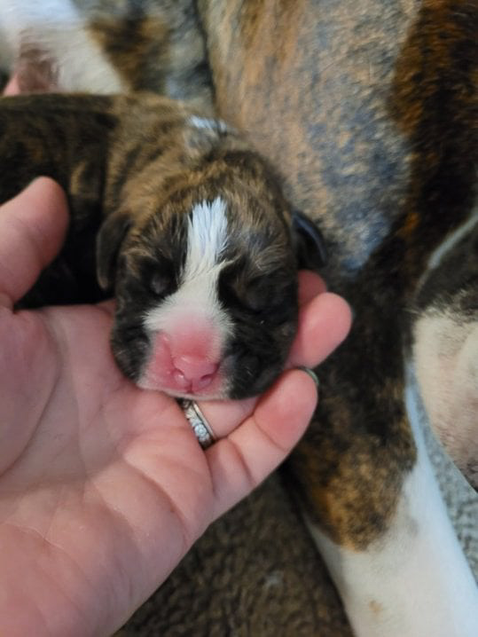 Sable - Quinney's Who's That Girl At Fallbrook - Newborn