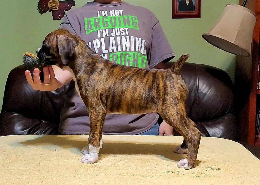 Sable - Quinney's Who's That Girl At Fallbrook - 8 Weeks Stack