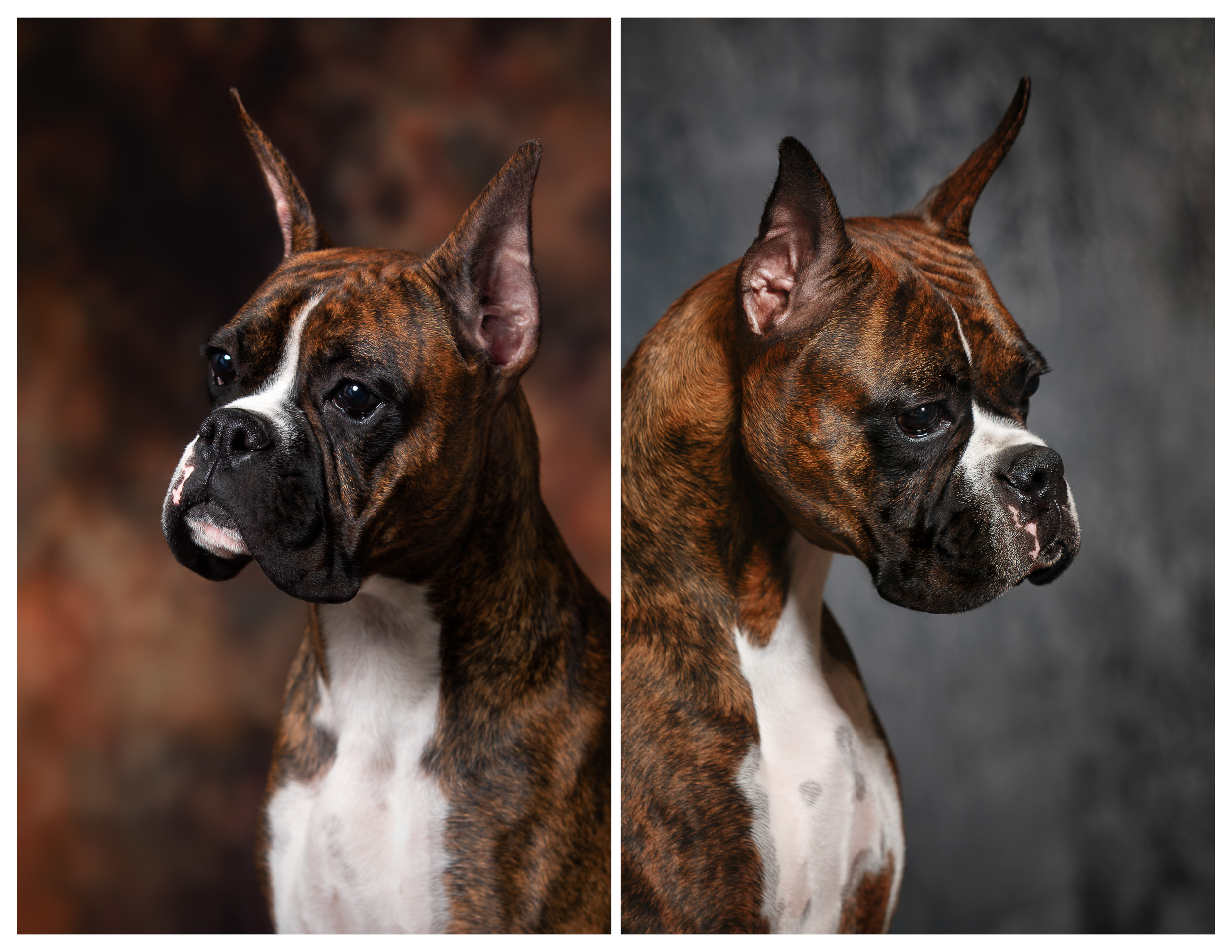 Sable - Quinney's Who's That Girl At Fallbrook  - 11 Months vs 2 Years Old
