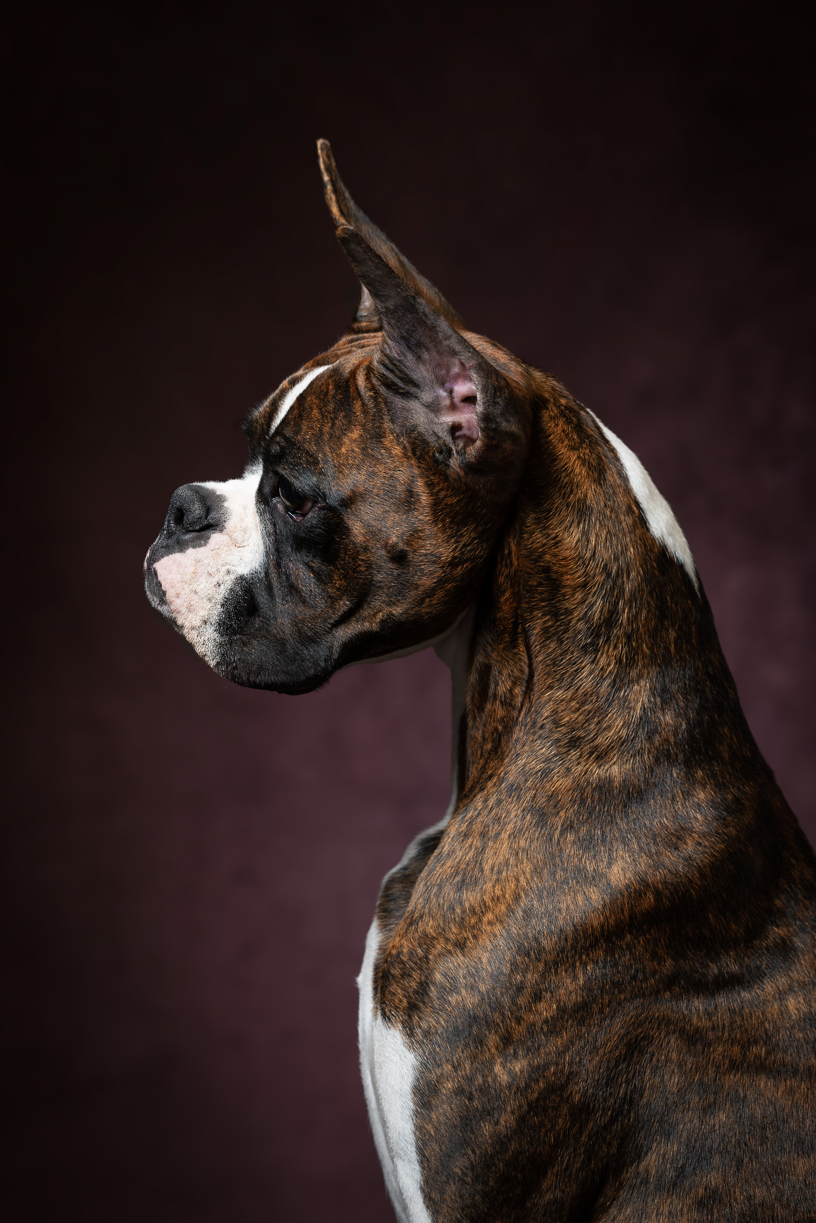 Chase - Fallbrook's Chasing Clouds - 6.5 months old