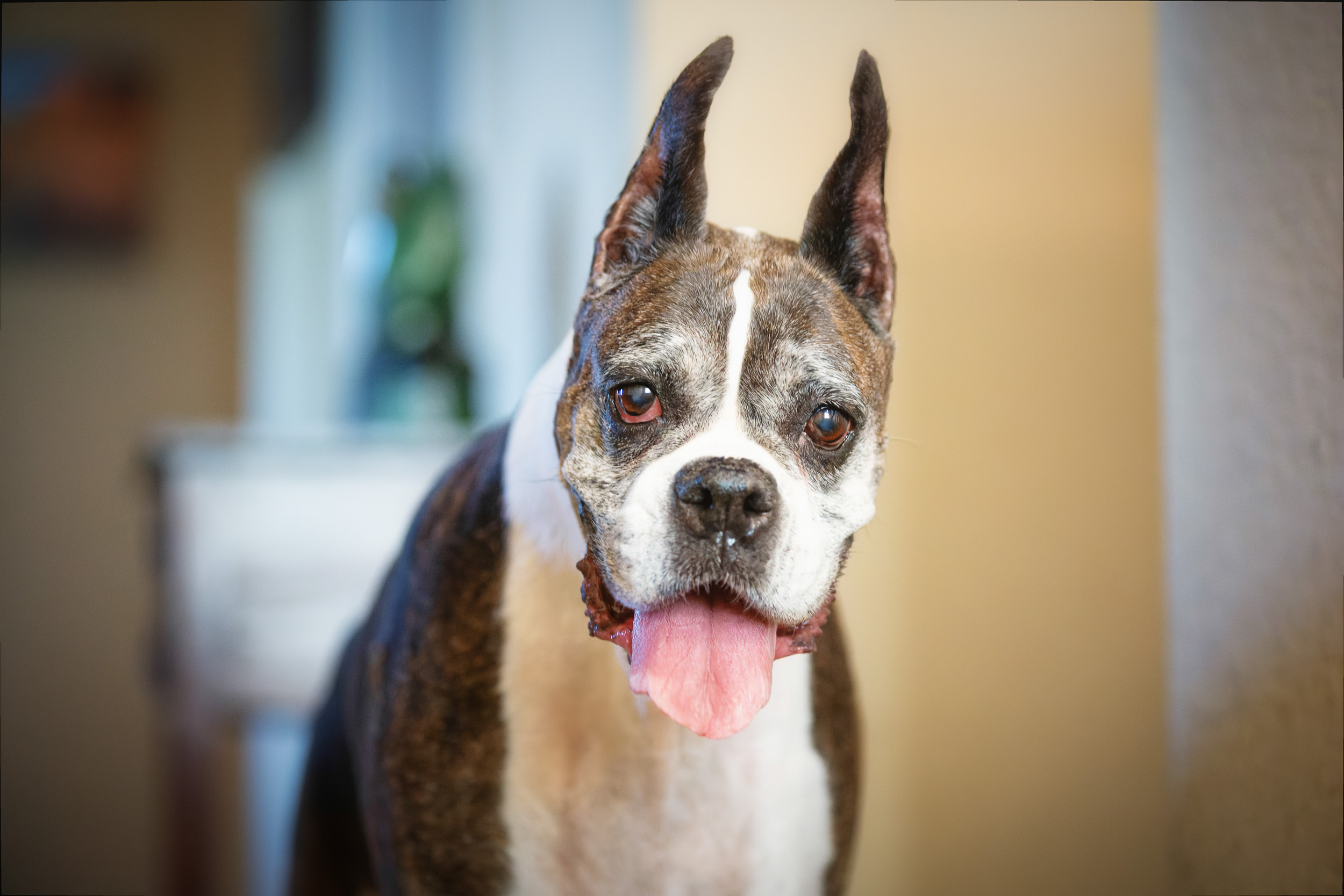 Skye - TuRo's Sky Rocket - 11 Years Young