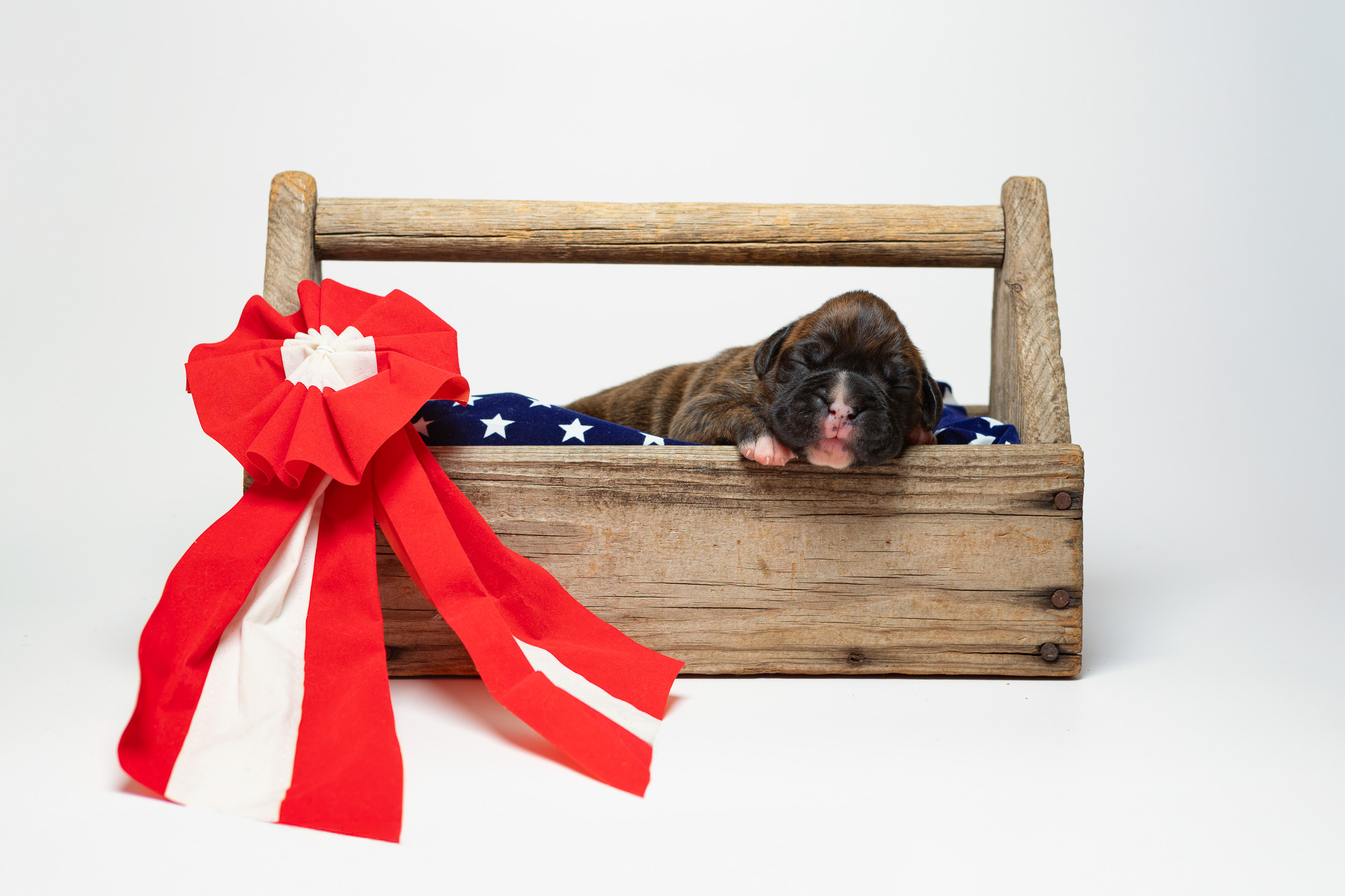 Bosley - Fallbrook's On Cloud 10 - 1 Weeks Old - Classic Brindle Male Boxer Puppy