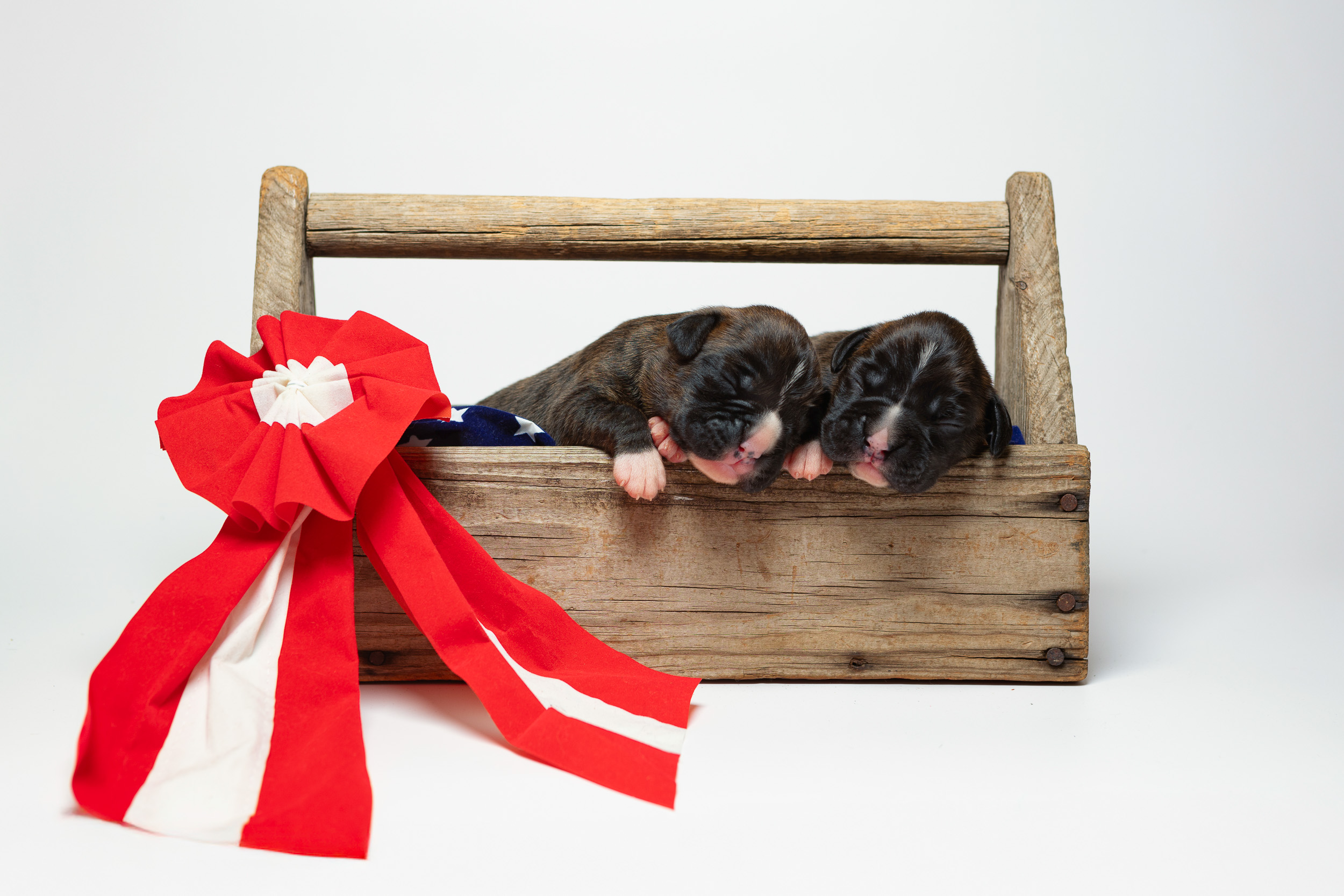 Darth - Fallbrook N Quinney's I Am Your Father and Sage - Fallbrook N Vincenza's On Cloud 9 - 1 Week Old