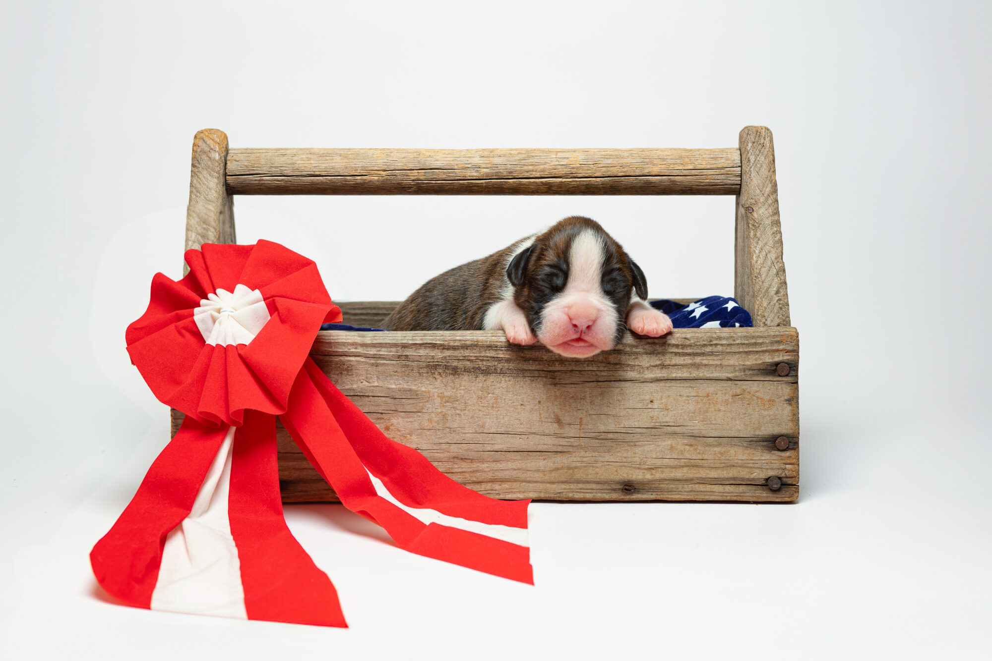 Chase - Fallbrook's Chasing Clouds - 2 Weeks Old - Flashy Brindle Male Boxer Puppy